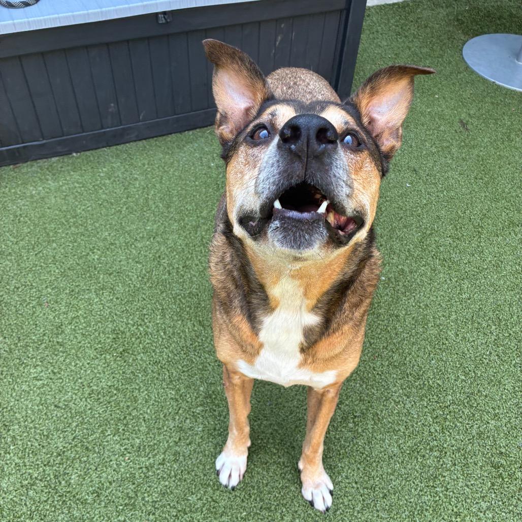 Enlarge Einstein, a Adoptable Mixed Breed in Greensboro, NC image 3/6