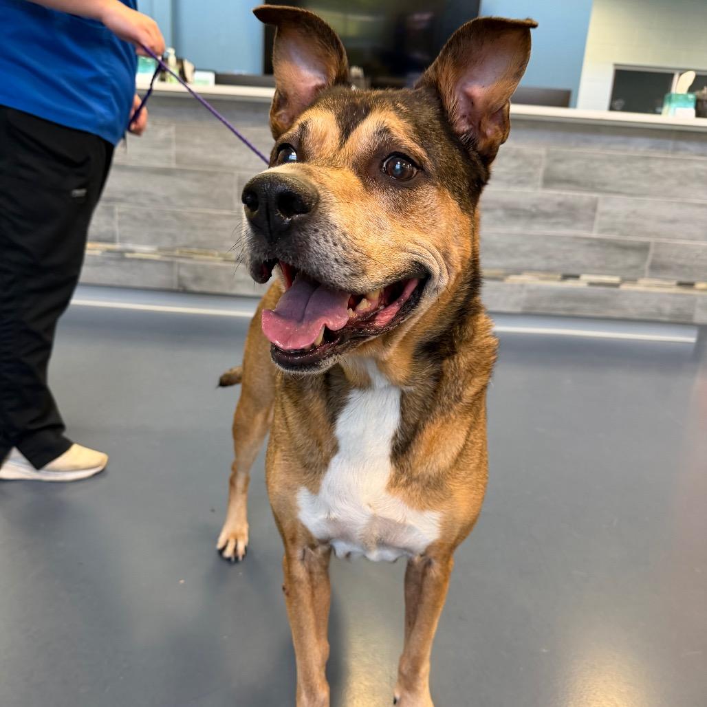 Enlarge Einstein, a Adoptable Mixed Breed in Greensboro, NC image 4/6