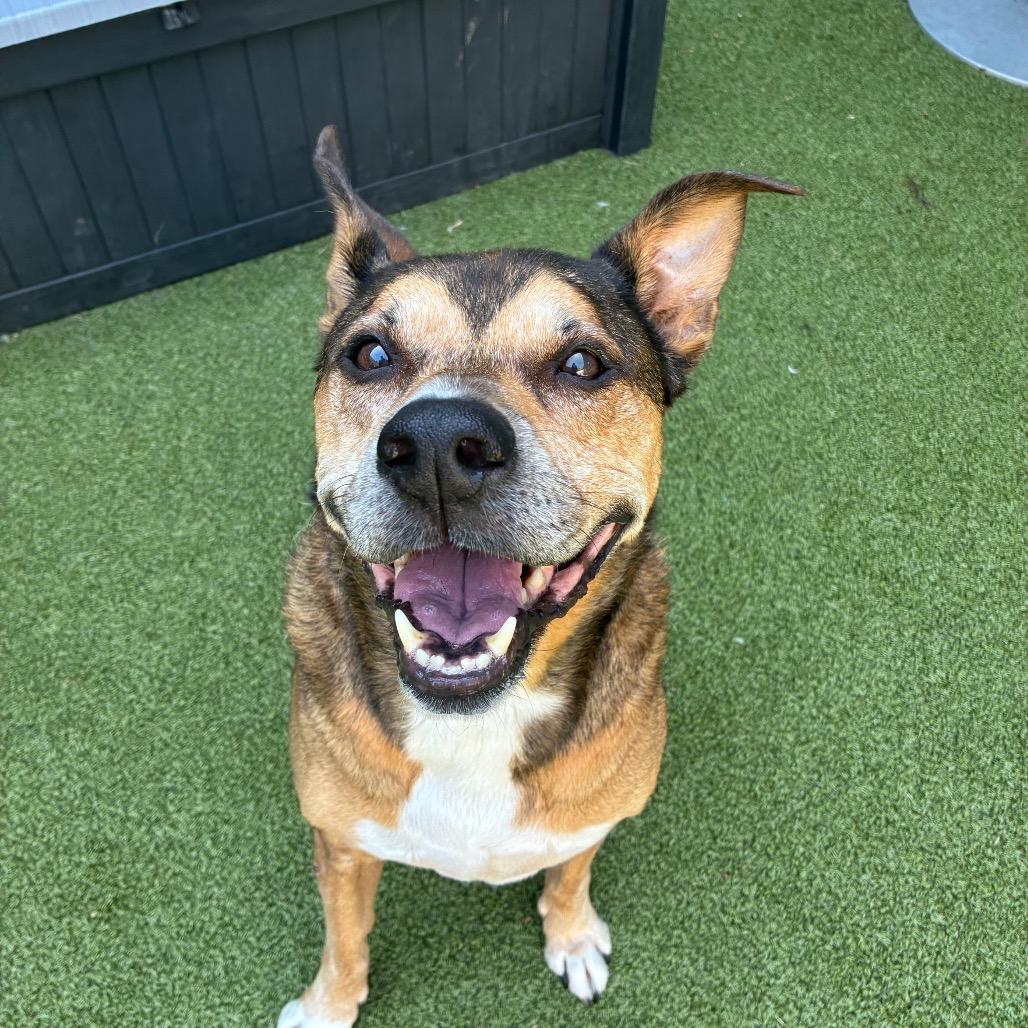 Enlarge Einstein, a Adoptable Mixed Breed in Greensboro, NC image 5/6