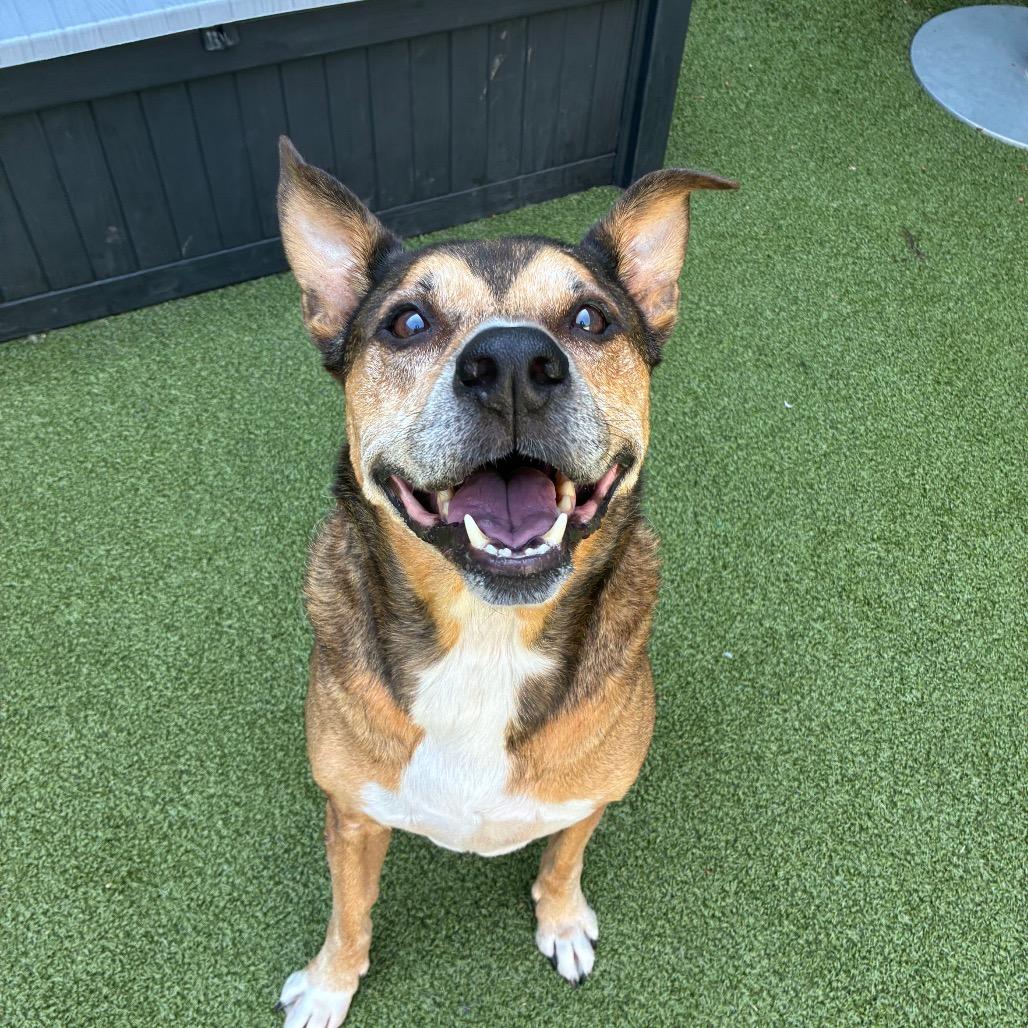 Enlarge Einstein, a Adoptable Mixed Breed in Greensboro, NC image 6/6
