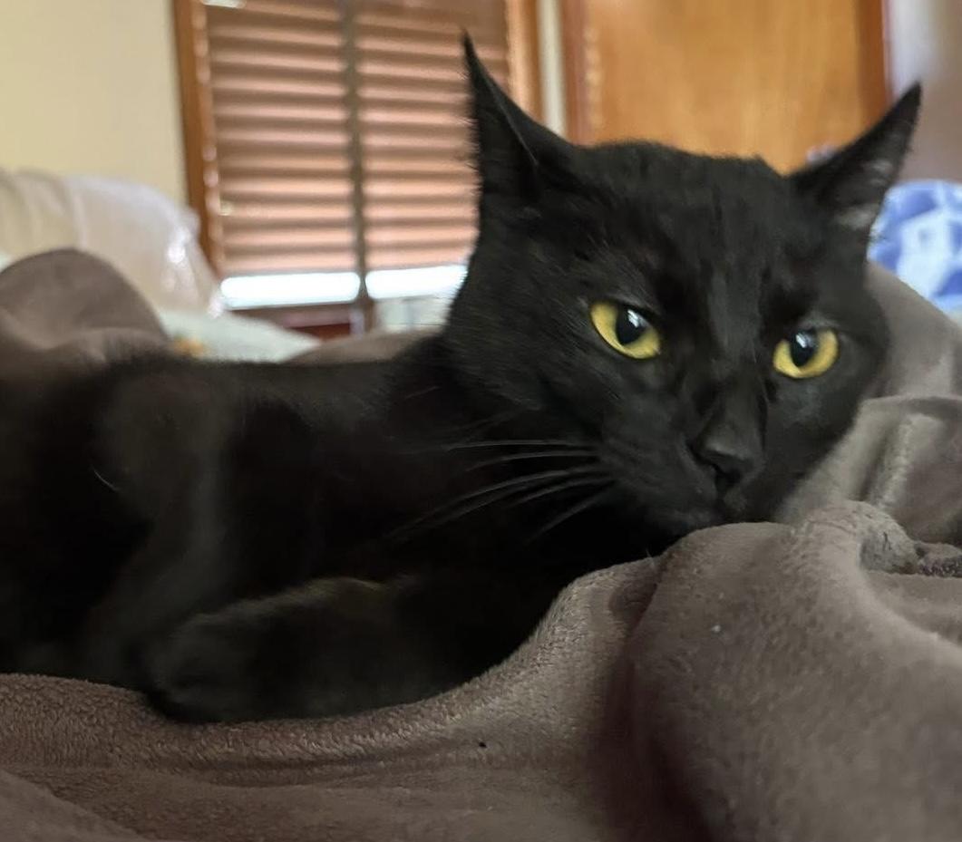 Enlarge Marley, a Adoptable American Shorthair in Painesville, OH image 1/5
