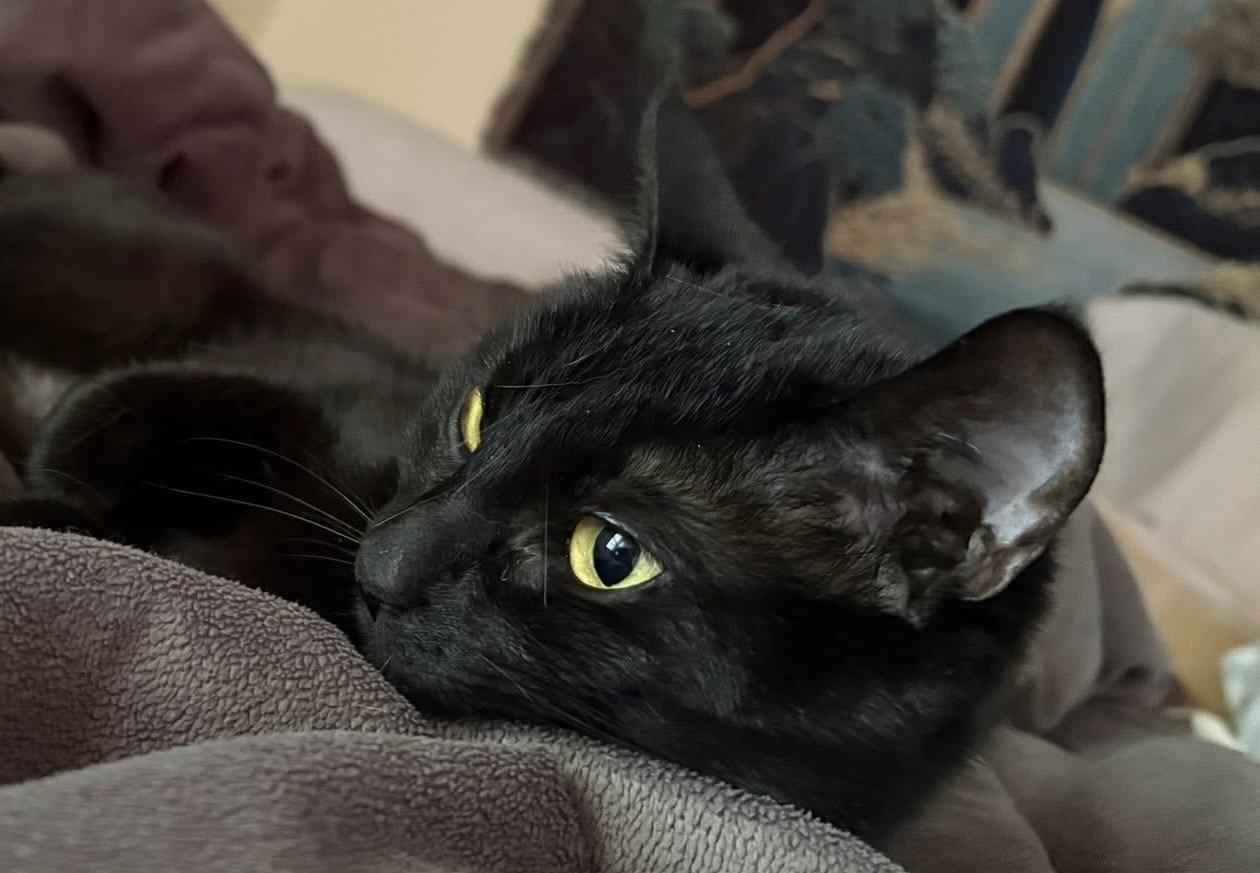 Enlarge Marley, a Adoptable American Shorthair in Painesville, OH image 4/5