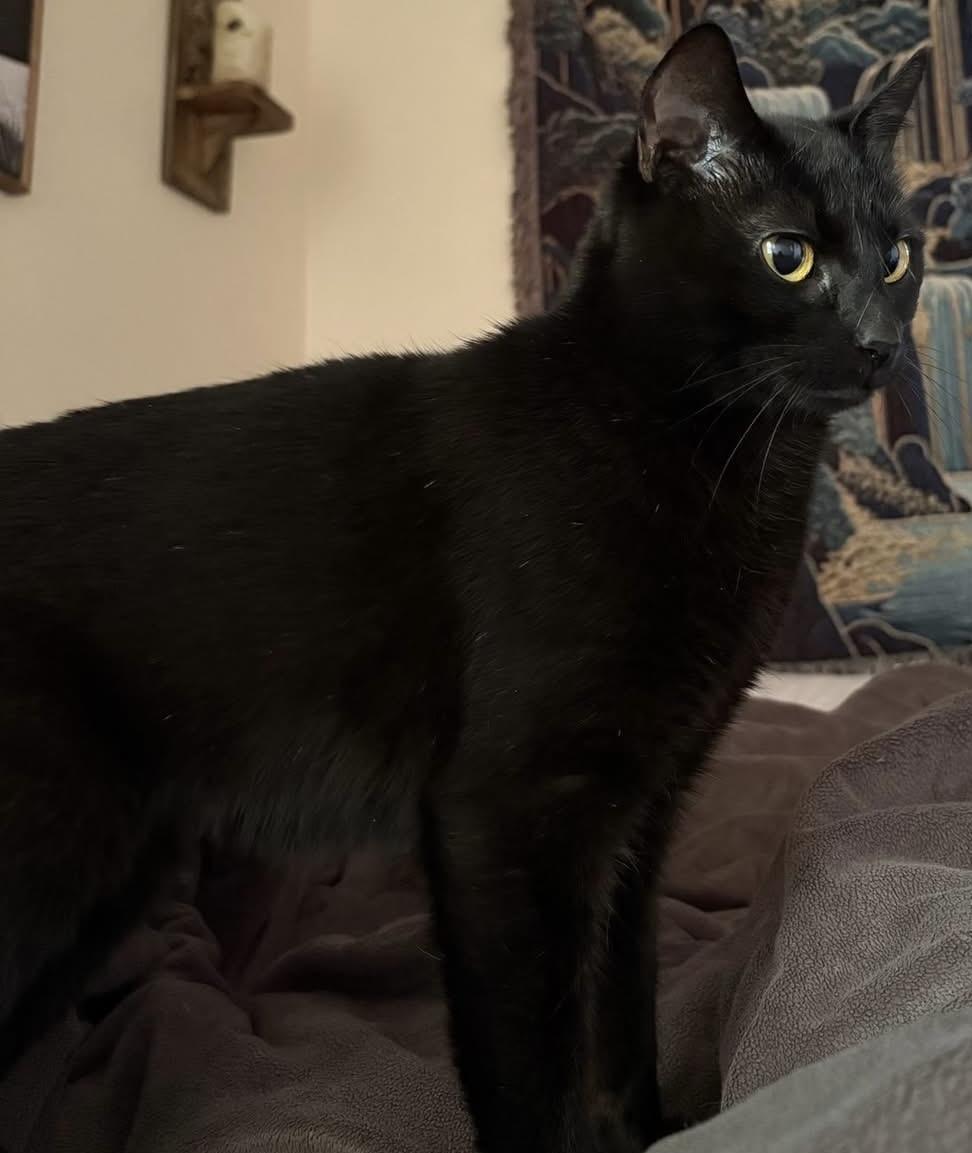 Enlarge Marley, a Adoptable American Shorthair in Painesville, OH image 5/5