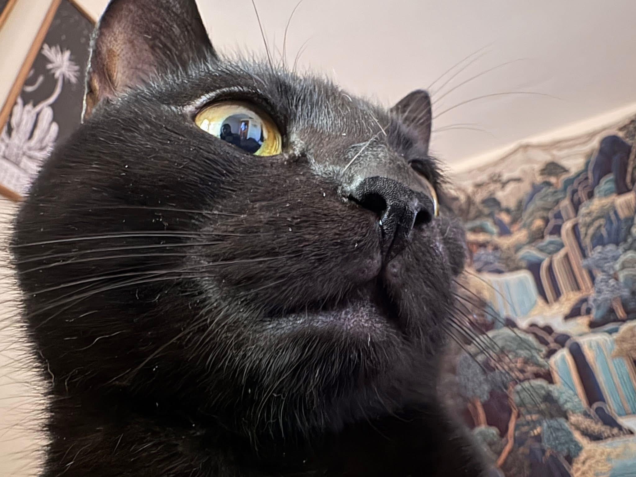 Enlarge Marley, a Adoptable American Shorthair in Painesville, OH image 2/5