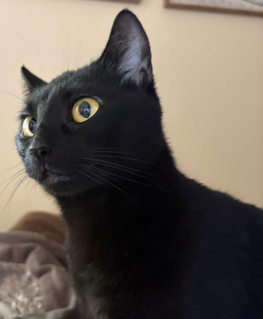 Enlarge Marley, a Adoptable American Shorthair in Painesville, OH image 3/5