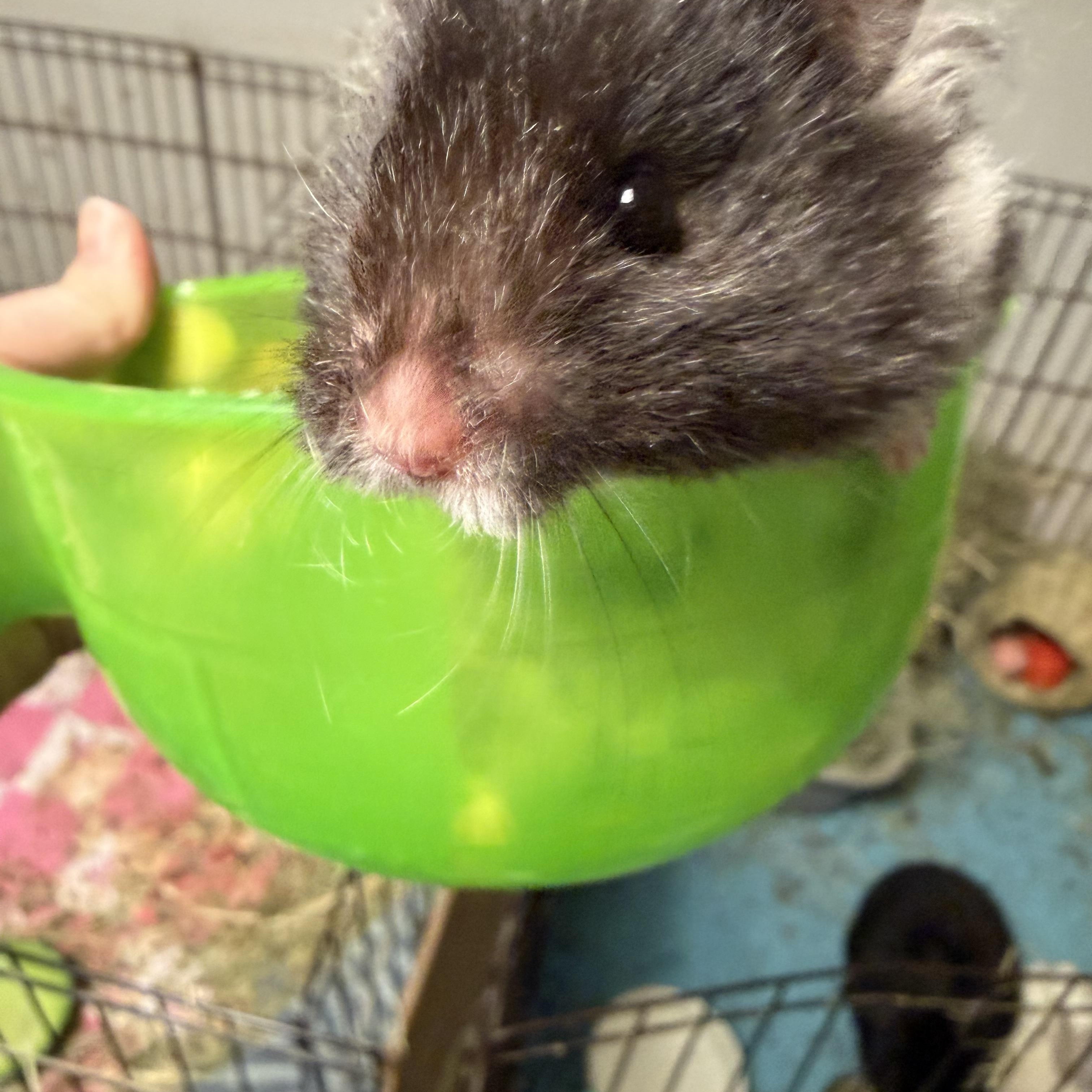 Yzma, a ADOPTABLE Hamster in Edinburg, PA image 6/6