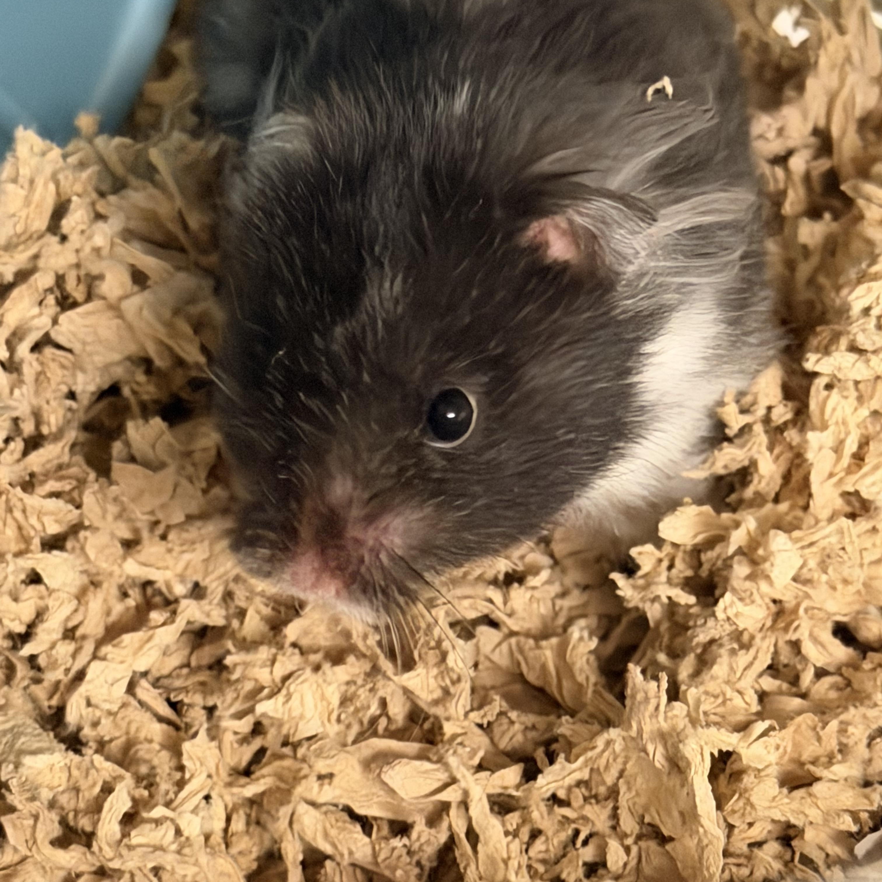 Yzma, a ADOPTABLE Hamster in Edinburg, PA image 5/6