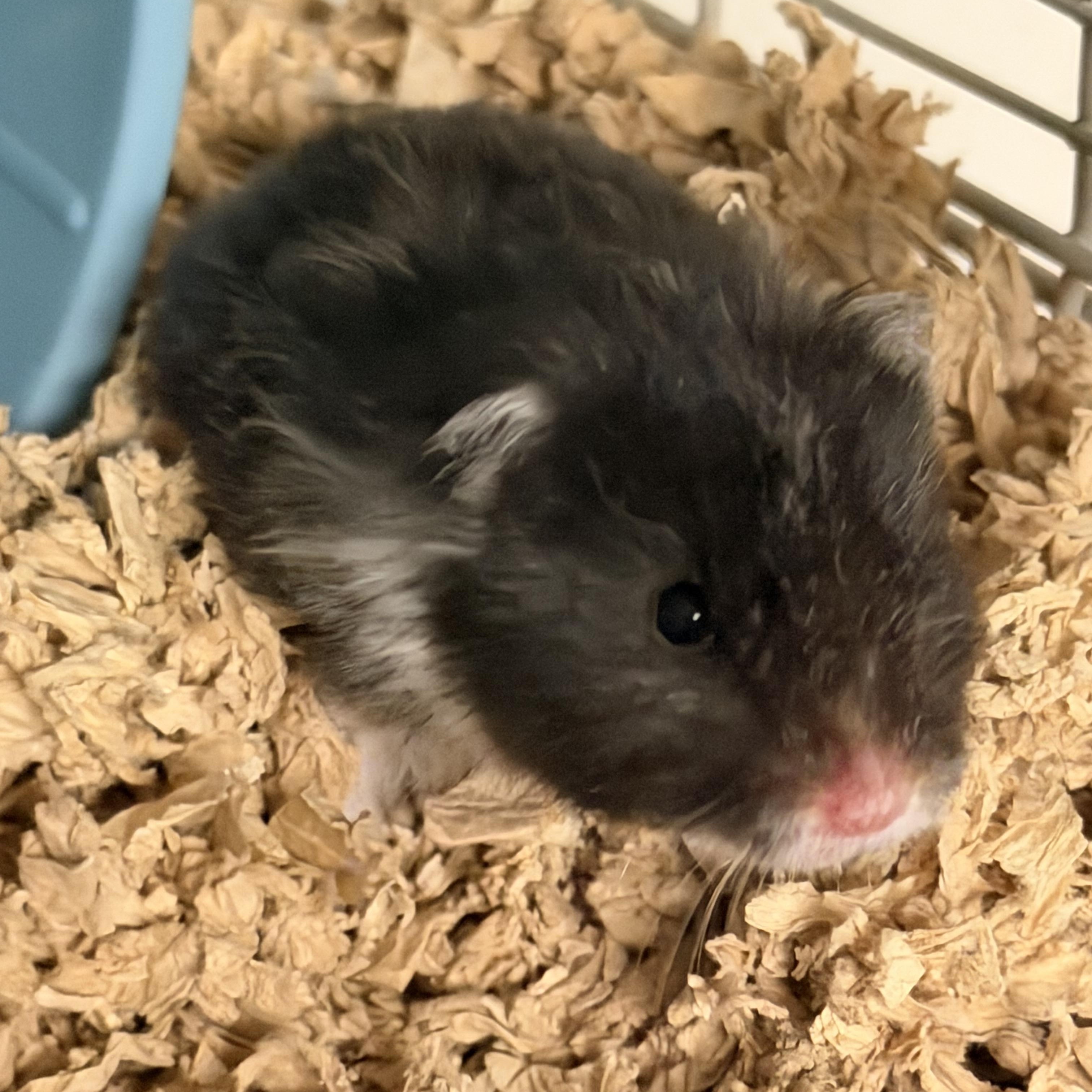 Yzma, ADOPTABLE, Young Female Hamster.