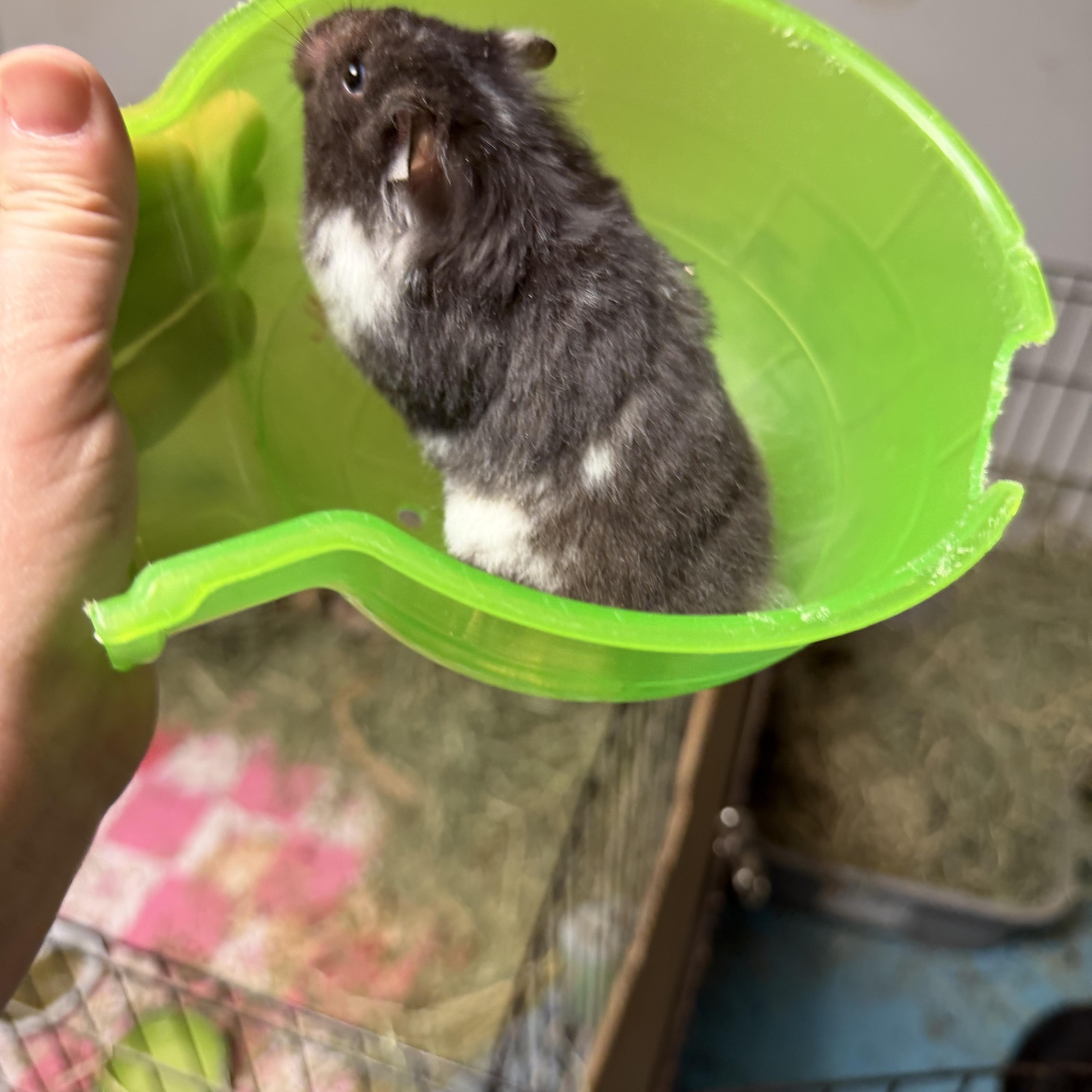 Yzma, a ADOPTABLE Hamster in Edinburg, PA image 4/6