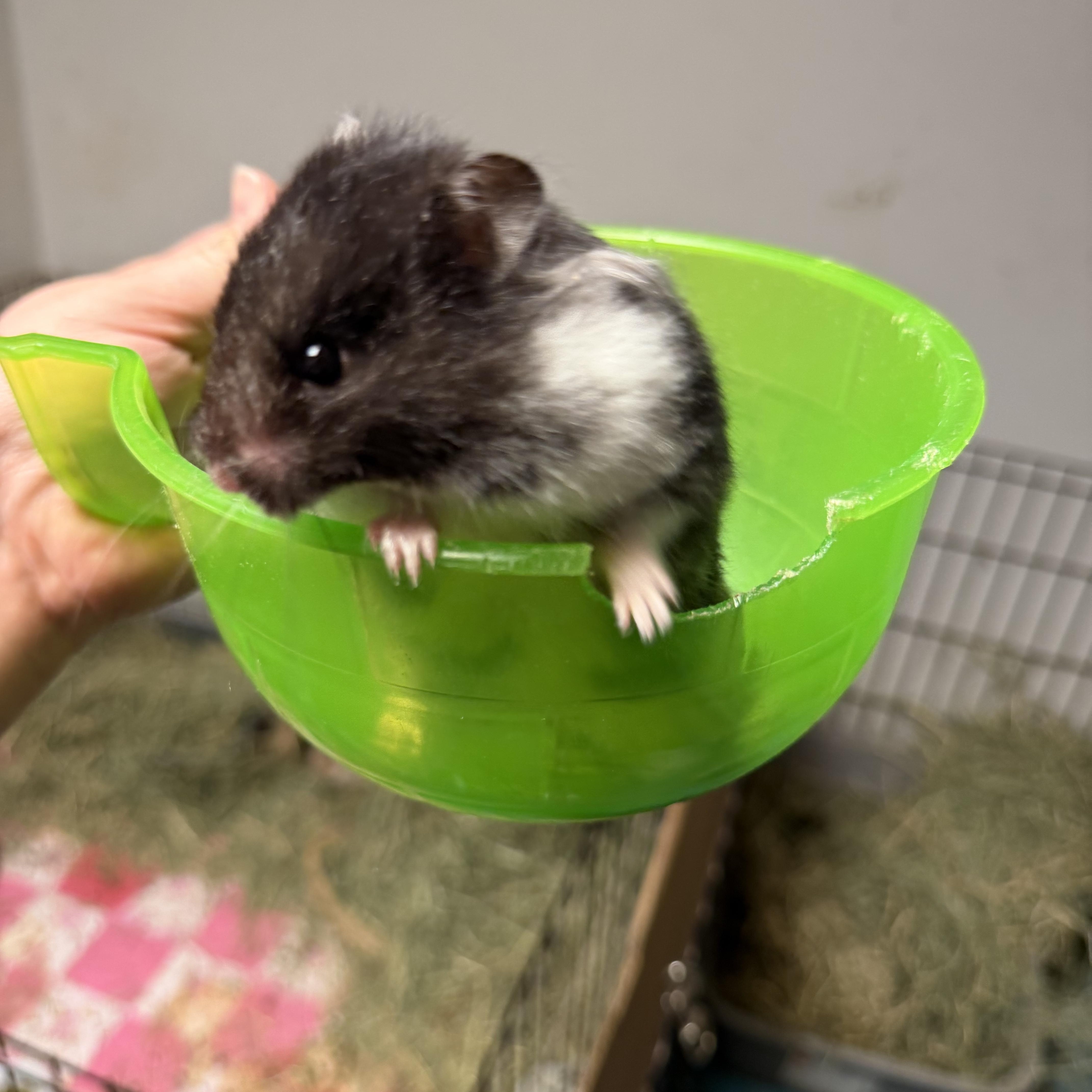 Yzma, a ADOPTABLE Hamster in Edinburg, PA image 3/6