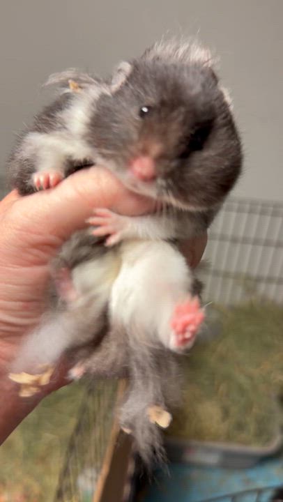 Enlarge Yzma, a ADOPTABLE Hamster in Edinburg, PA video 2/6