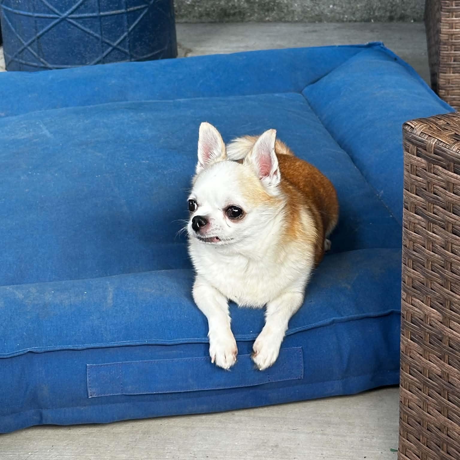 Enlarge Ethel, an adopted Chihuahua in Justin, TX image 5/6