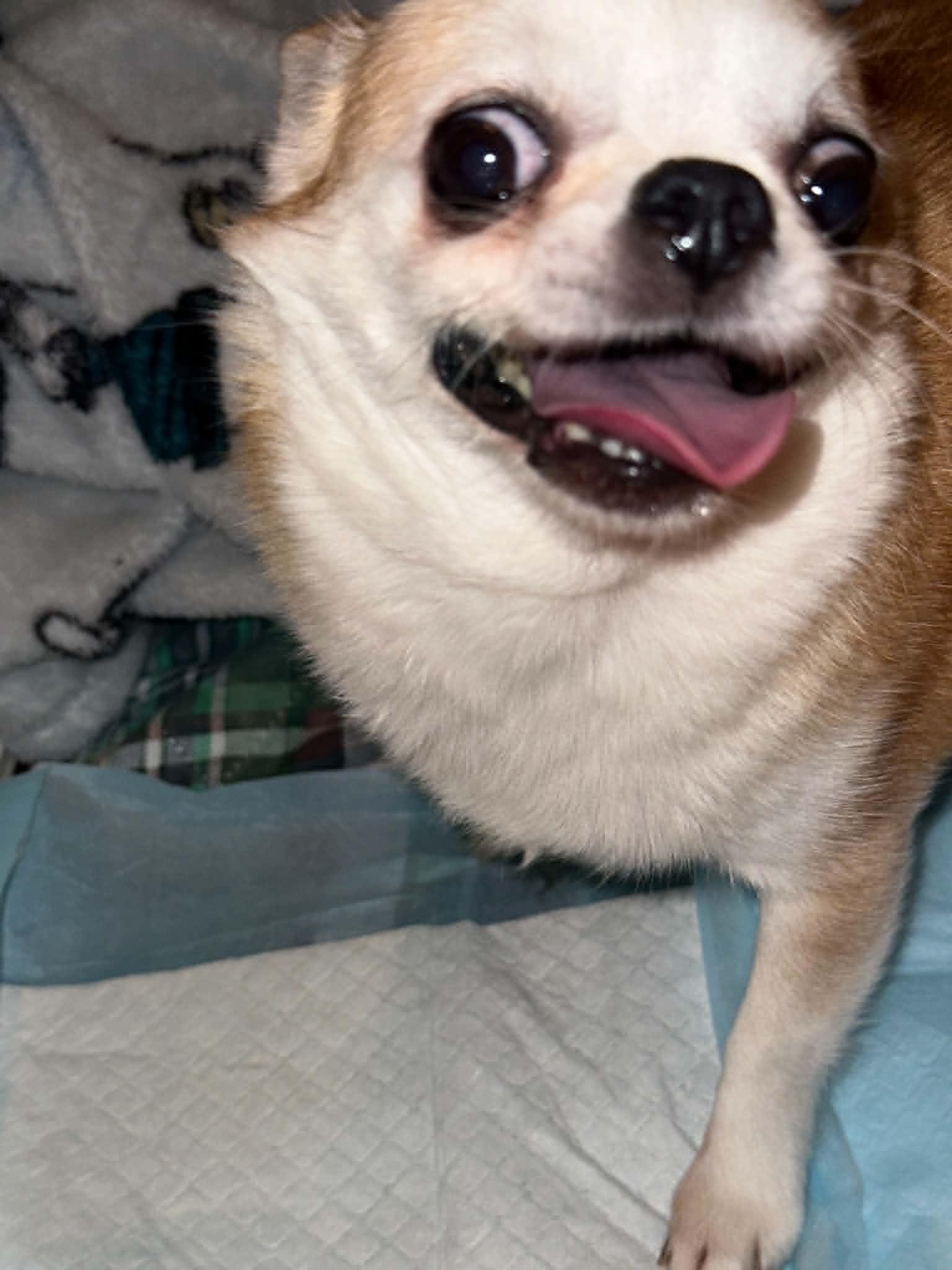 Enlarge Ethel, an adopted Chihuahua in Justin, TX image 6/6