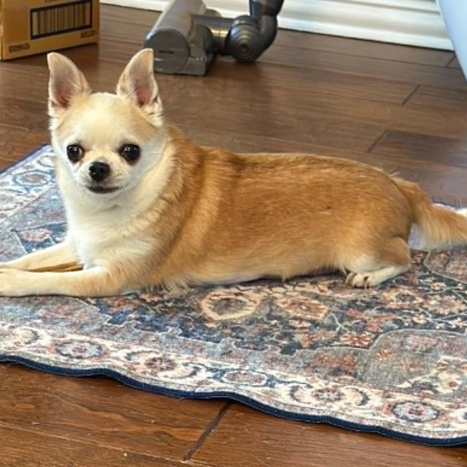 Enlarge Ethel, an adopted Chihuahua in Justin, TX image 4/6