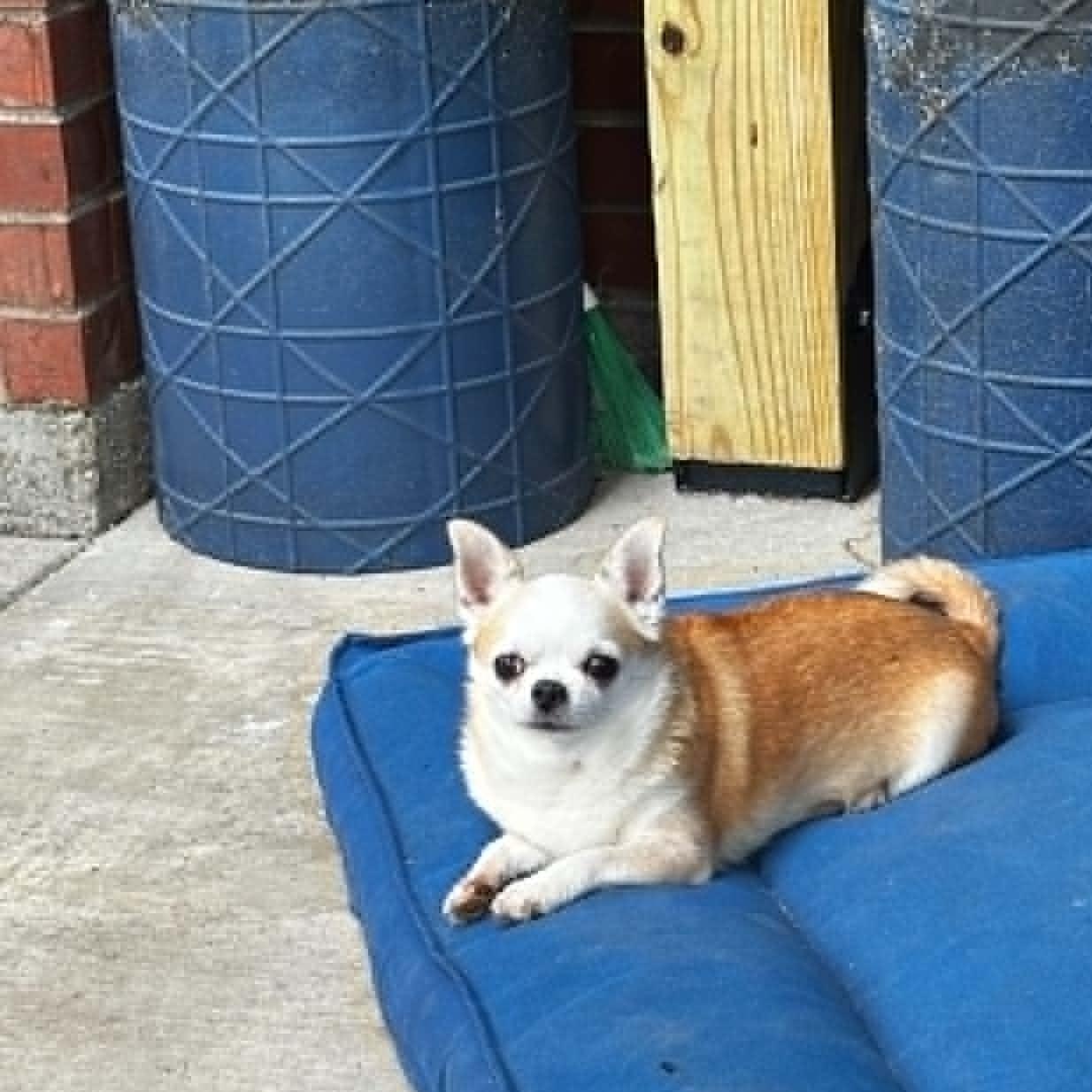 Enlarge Ethel, an adopted Chihuahua in Justin, TX image 3/6