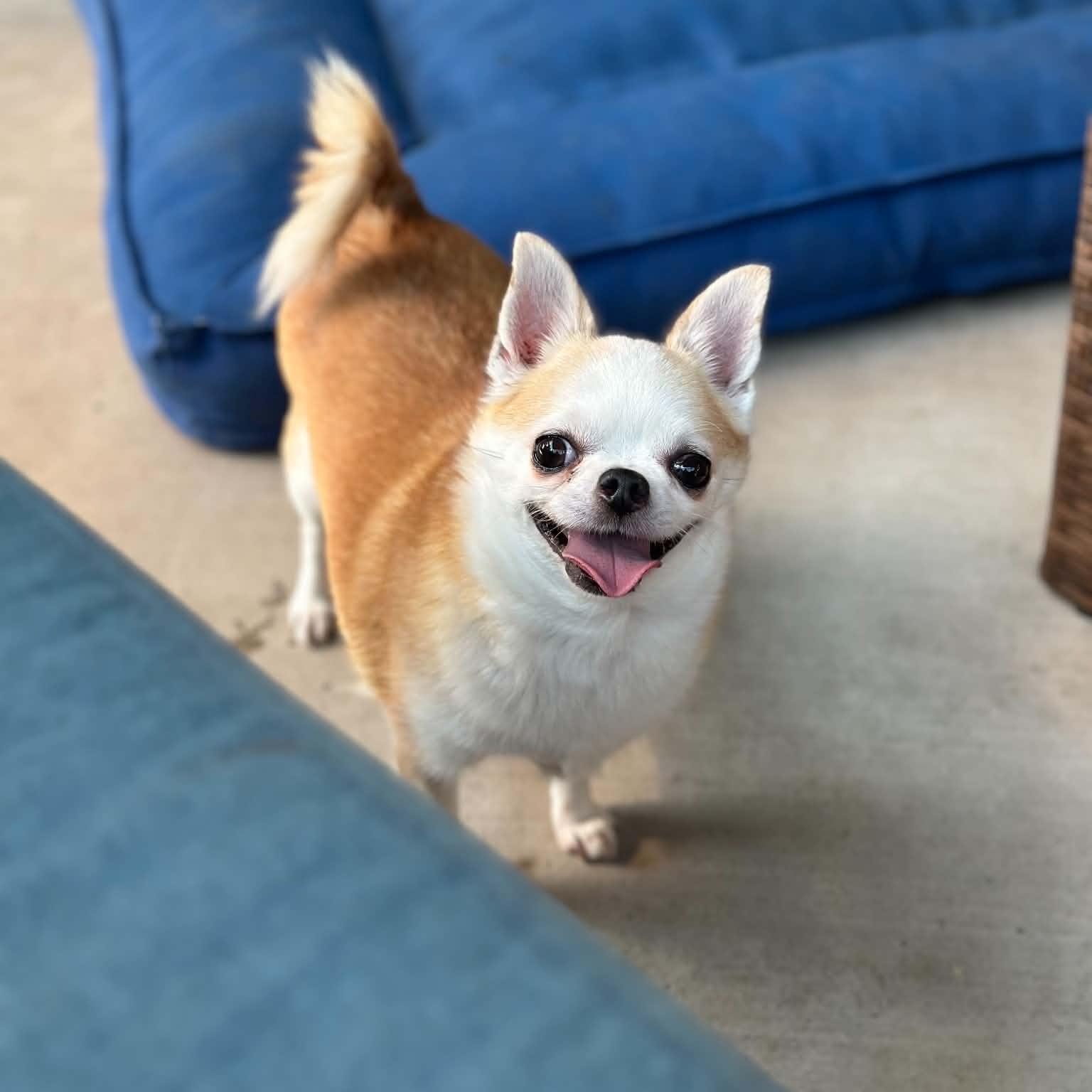 Enlarge Ethel, an adopted Chihuahua in Justin, TX image 1/6