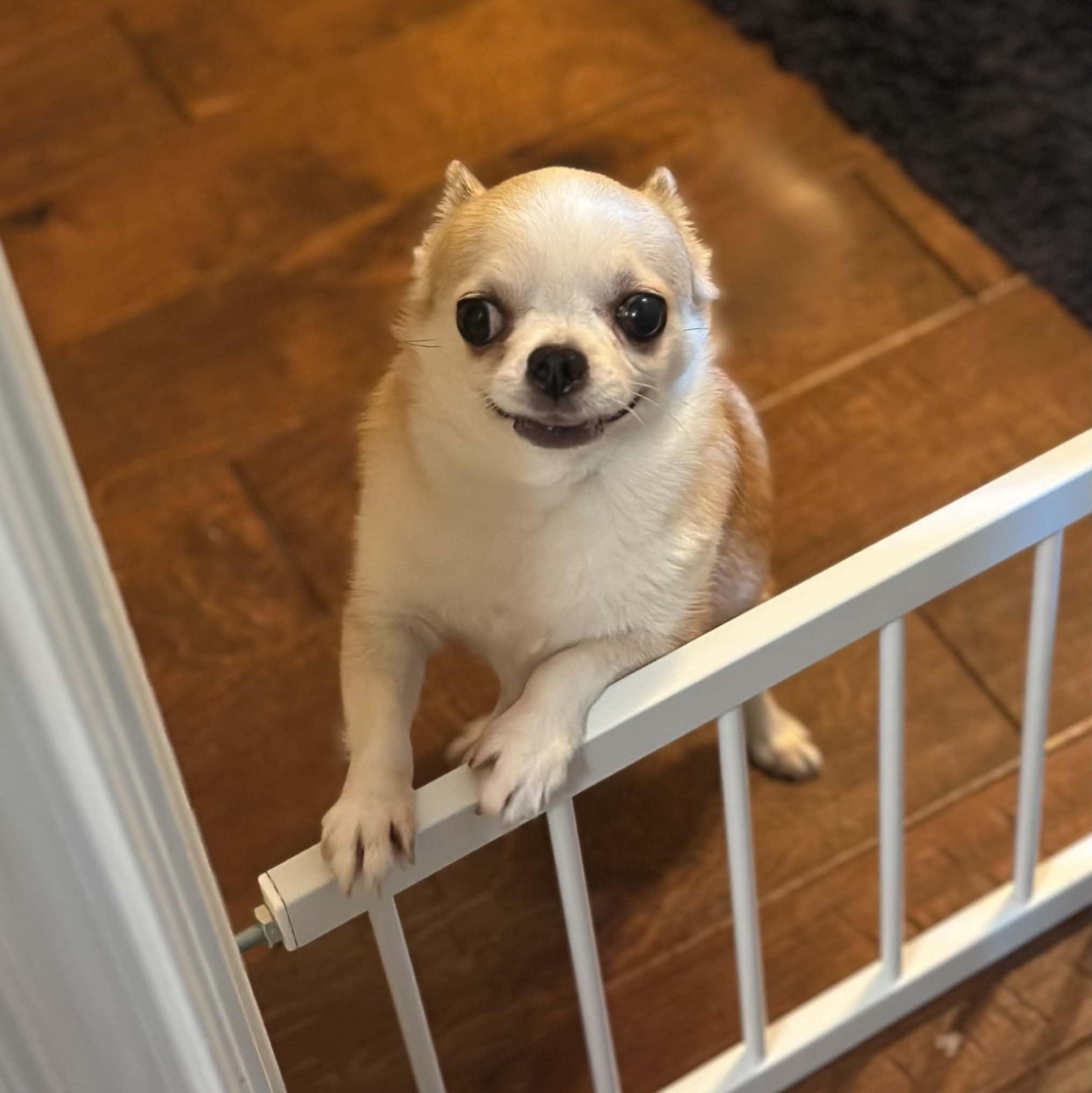 Enlarge Ethel, an adopted Chihuahua in Justin, TX image 2/6