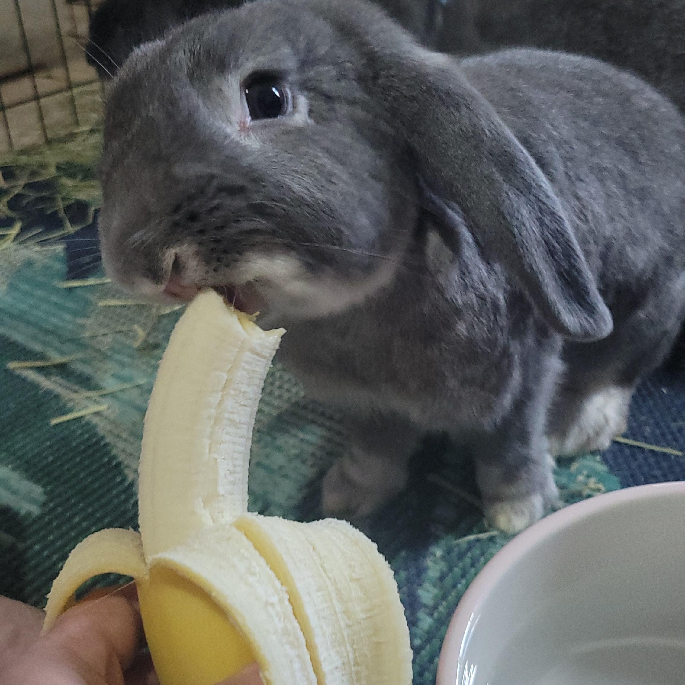 Enlarge Mr. Dinkles (m), Dreamer (f), & Aimee (f), a Adoptable mixed breed in Seminary, MS image 2/4