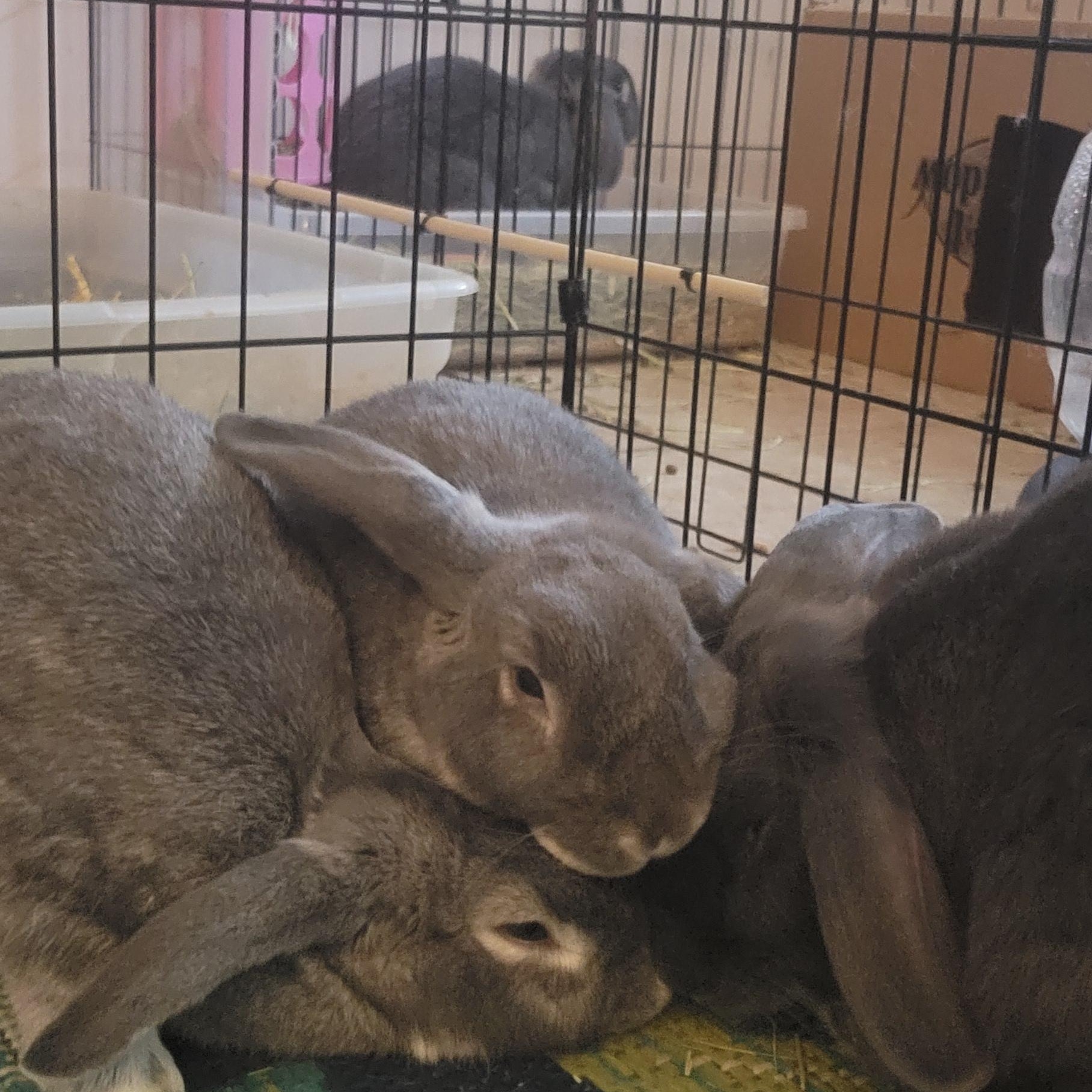 Enlarge Mr. Dinkles (m), Dreamer (f), & Aimee (f), a Adoptable mixed breed in Seminary, MS image 1/4