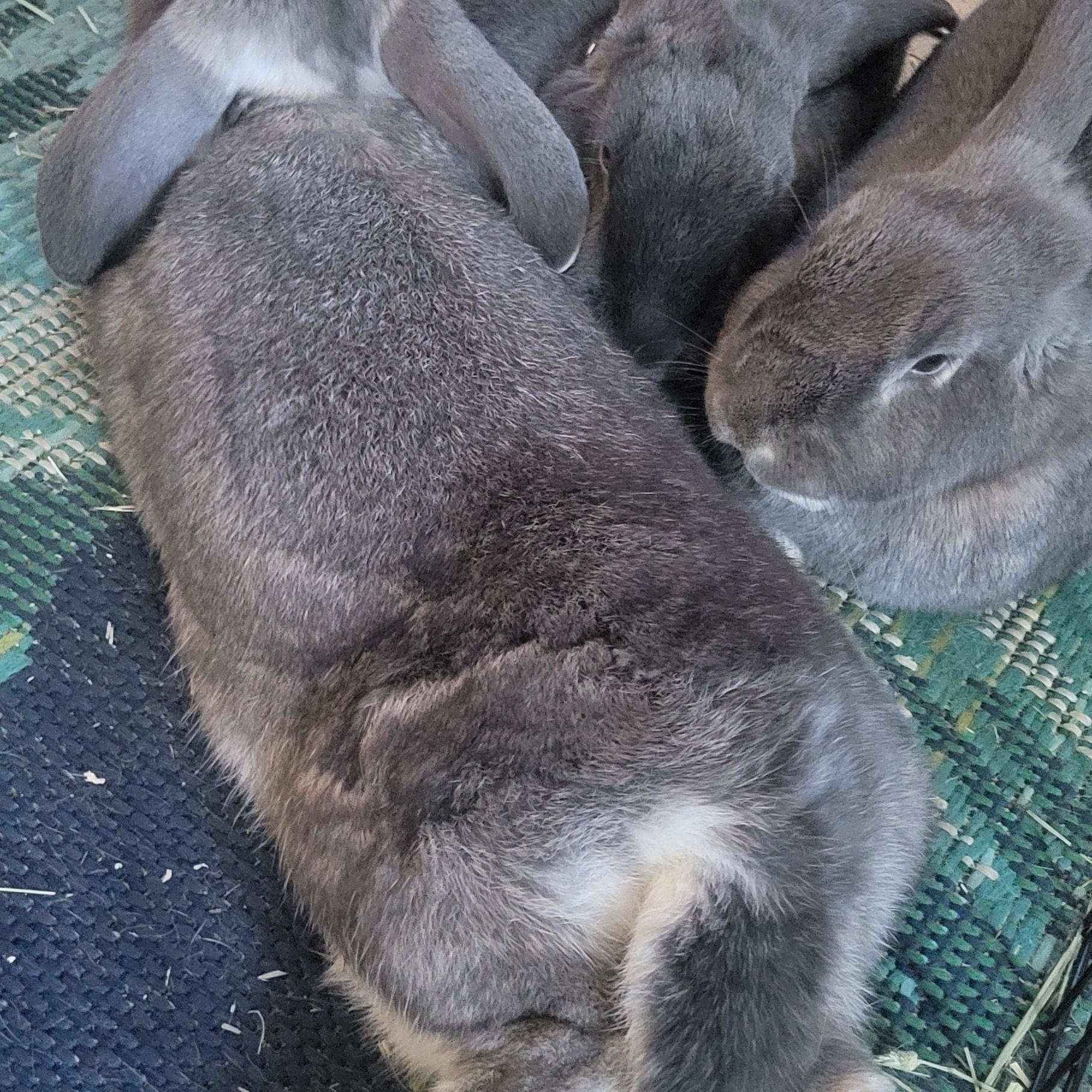 Enlarge Mr. Dinkles (m), Dreamer (f), & Aimee (f), a Adoptable mixed breed in Seminary, MS image 4/4