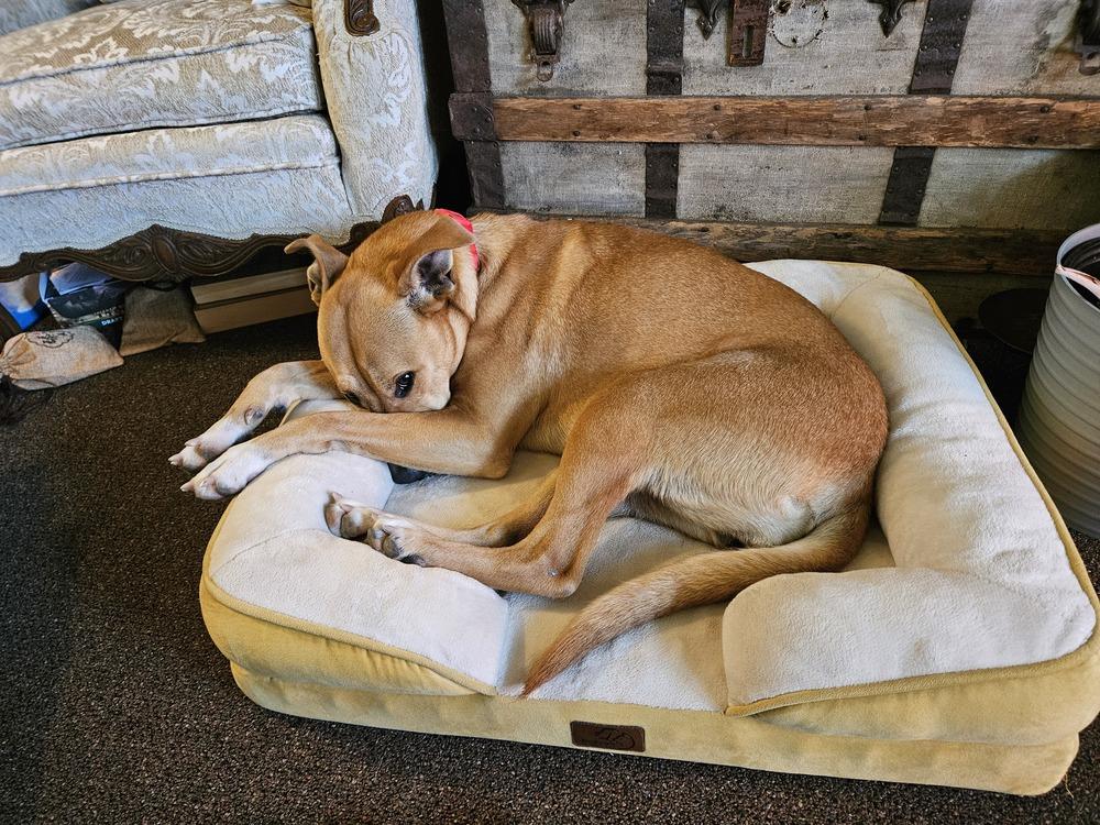 Ruby, Adoptable, Adult Female Pit Bull Terrier.