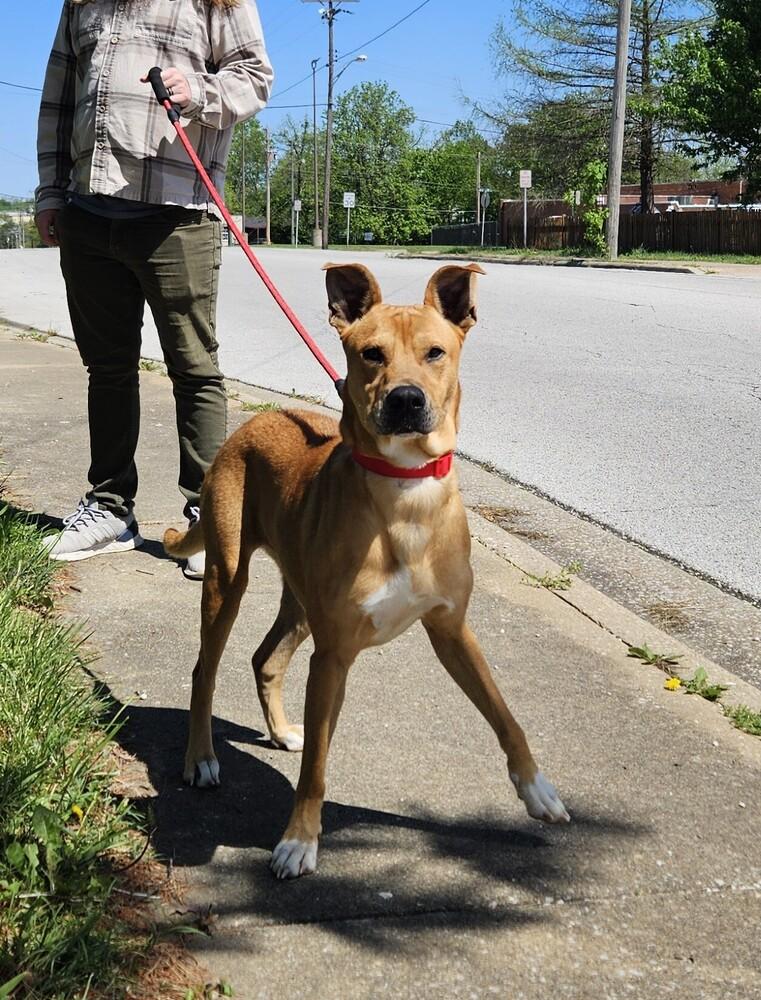 Enlarge Ruby, a Adoptable mixed breed in Bolivar, MO image 2/5