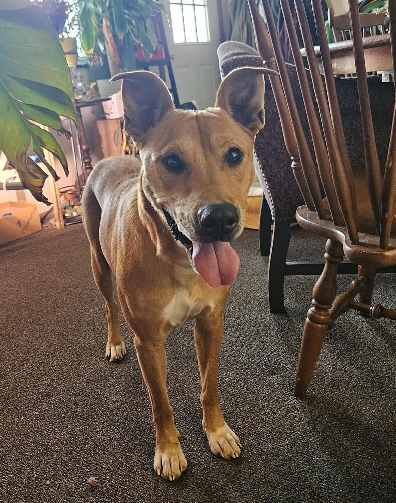 Enlarge Ruby, a Adoptable mixed breed in Bolivar, MO image 3/5