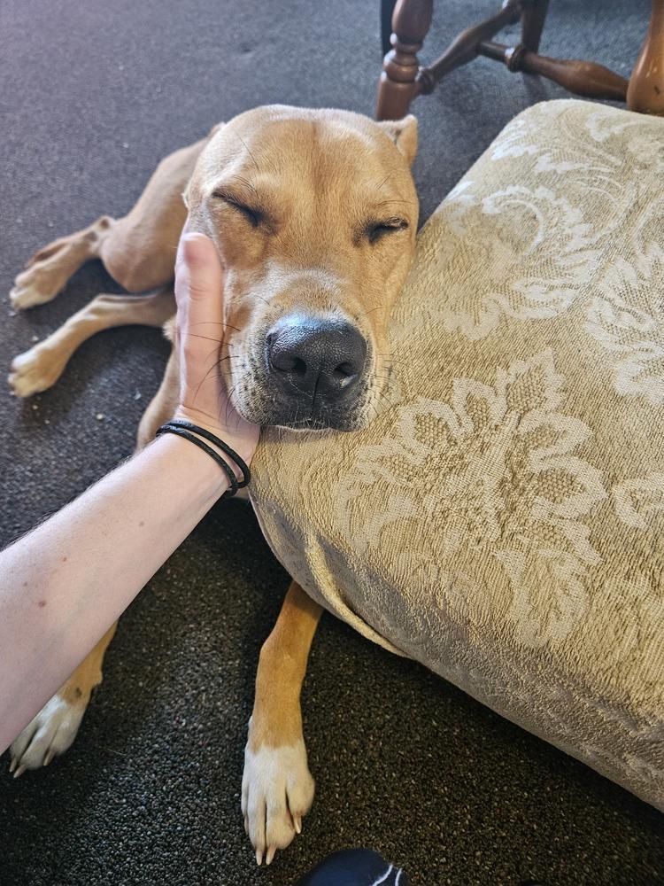 Enlarge Ruby, a Adoptable mixed breed in Bolivar, MO image 4/5