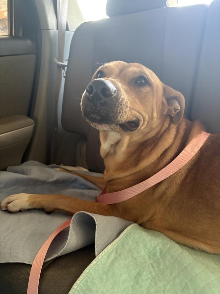 Enlarge Ruby, a Adoptable mixed breed in Bolivar, MO image 1/1