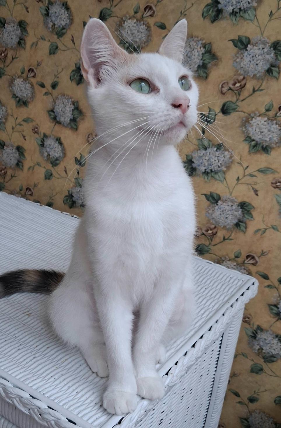 Cindy Lou, an adopted Domestic Short Hair in Greenville, NC image 1/6