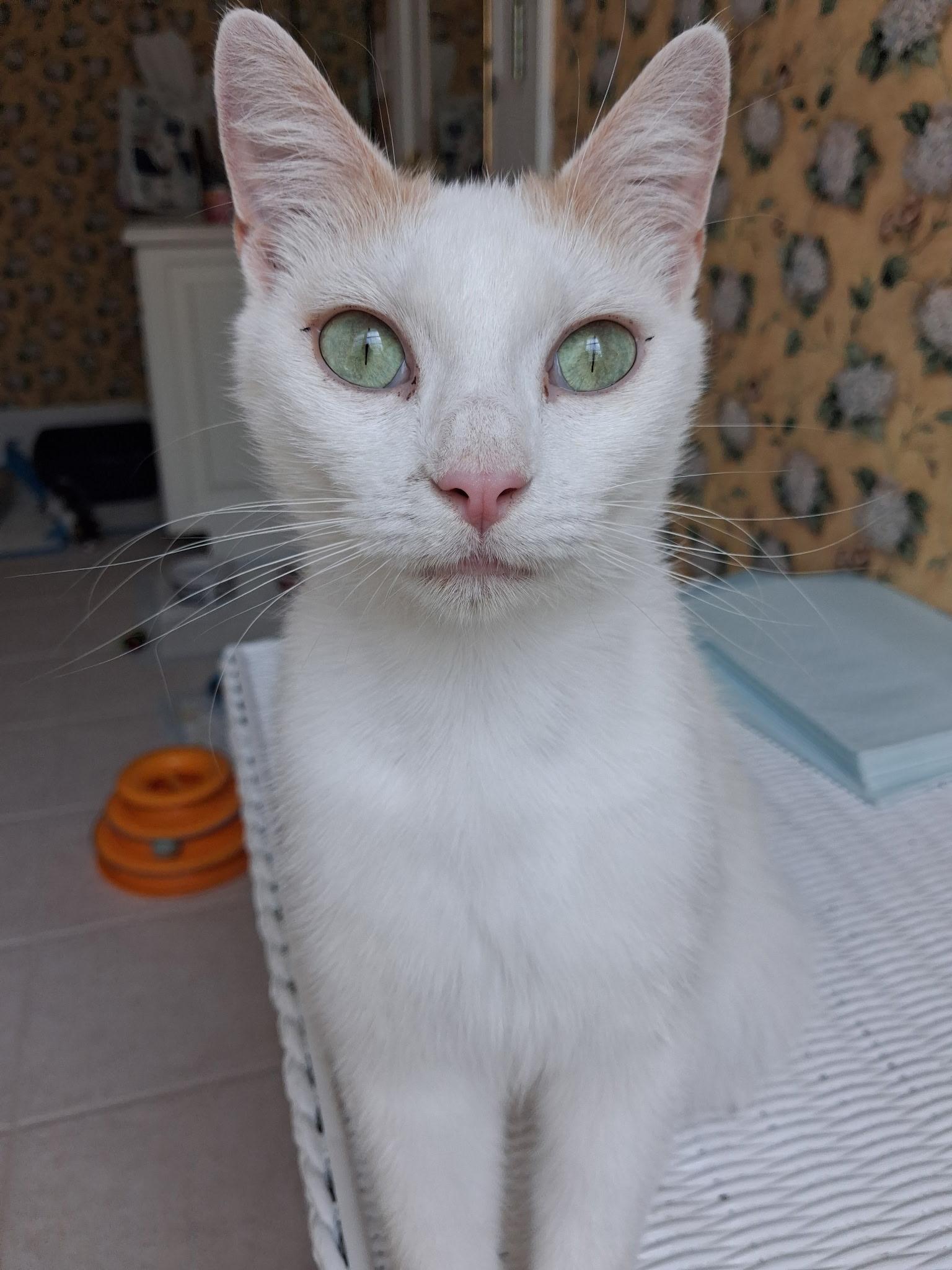 Cindy Lou, an adopted Domestic Short Hair in Greenville, NC image 3/6