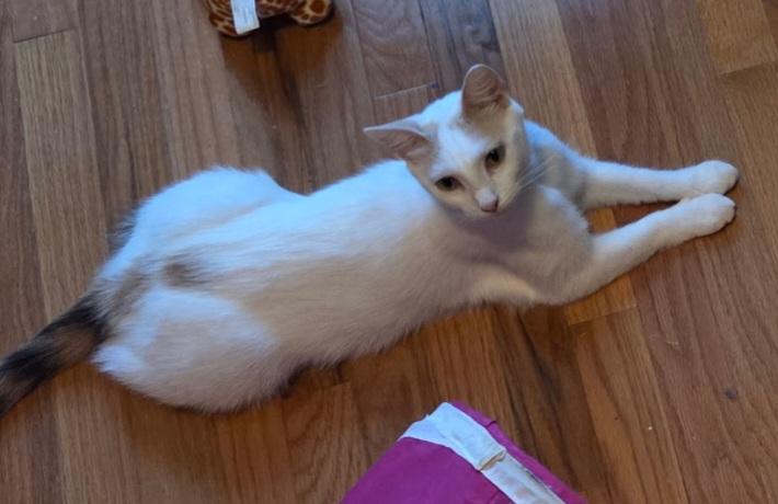Cindy Lou, an adopted Domestic Short Hair in Greenville, NC image 6/6
