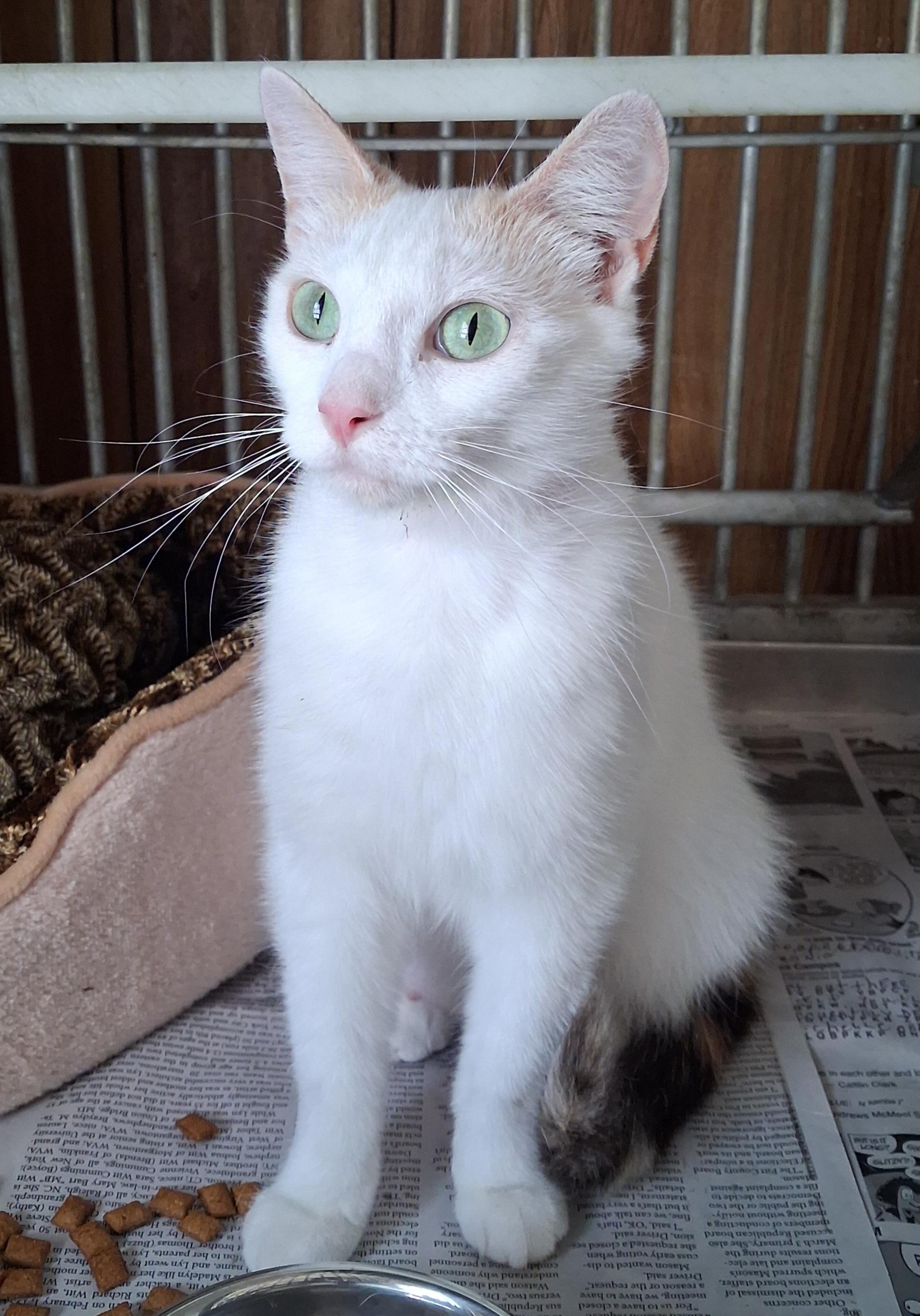 Cindy Lou, an adopted Domestic Short Hair in Greenville, NC image 5/6