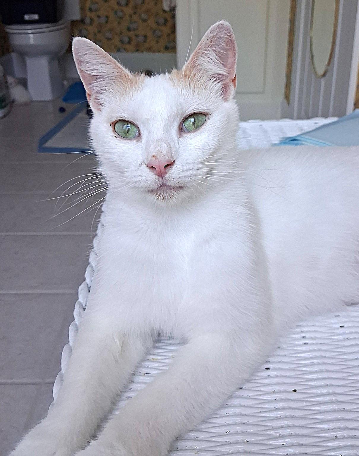 Cindy Lou, an adopted Domestic Short Hair in Greenville, NC image 4/6