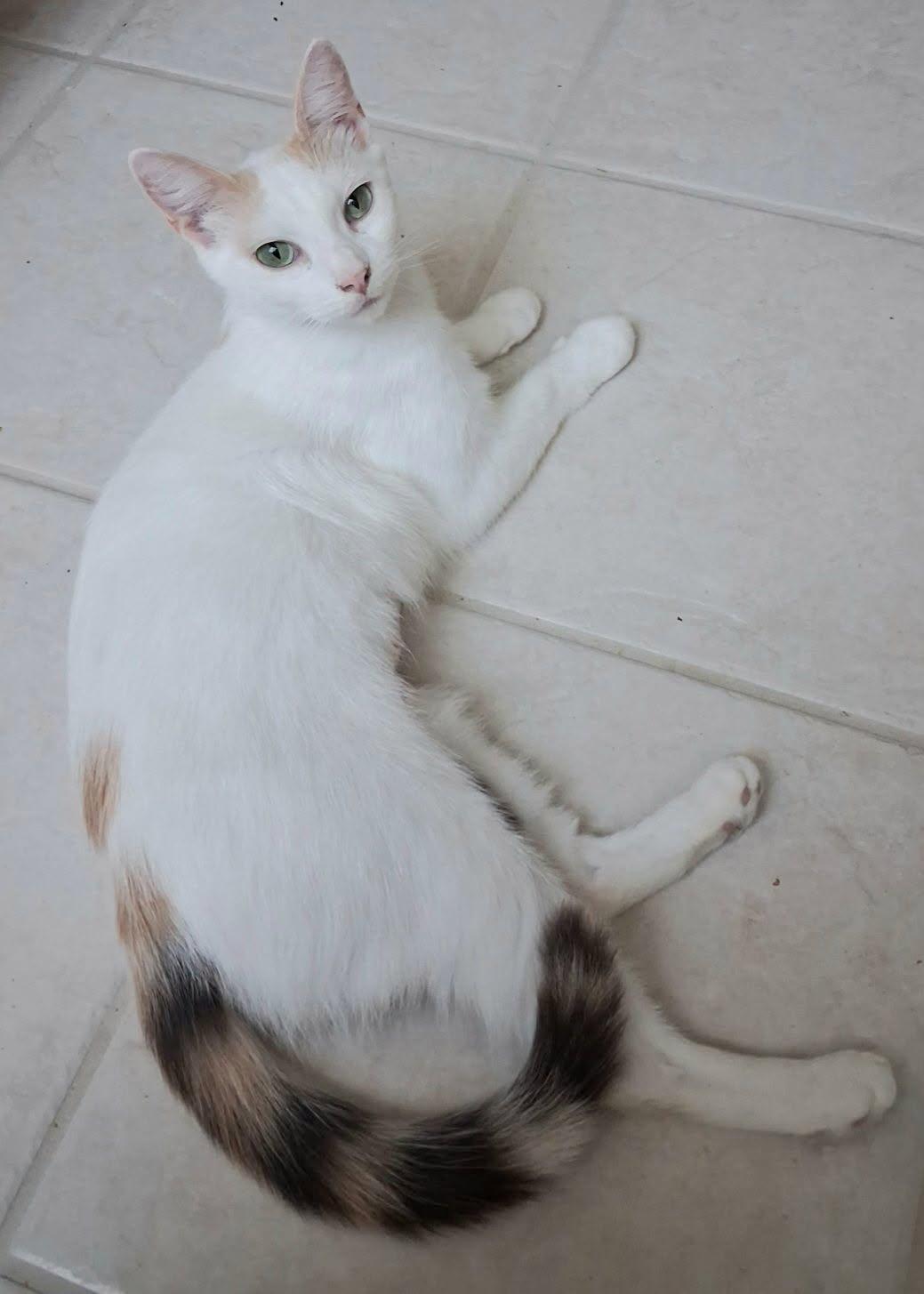 Cindy Lou, an adopted Domestic Short Hair in Greenville, NC image 2/6