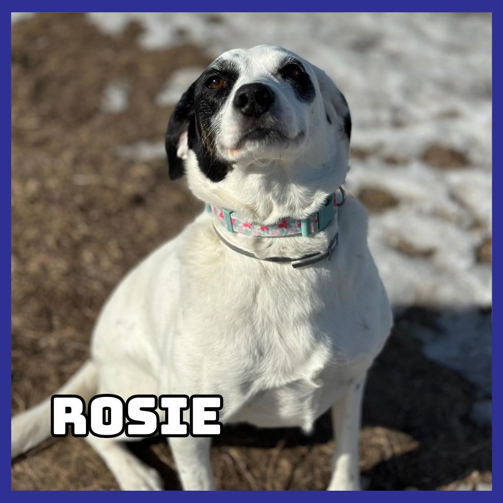 Rosie, Adoptable, Adult Female Dalmatian & Mixed Breed.