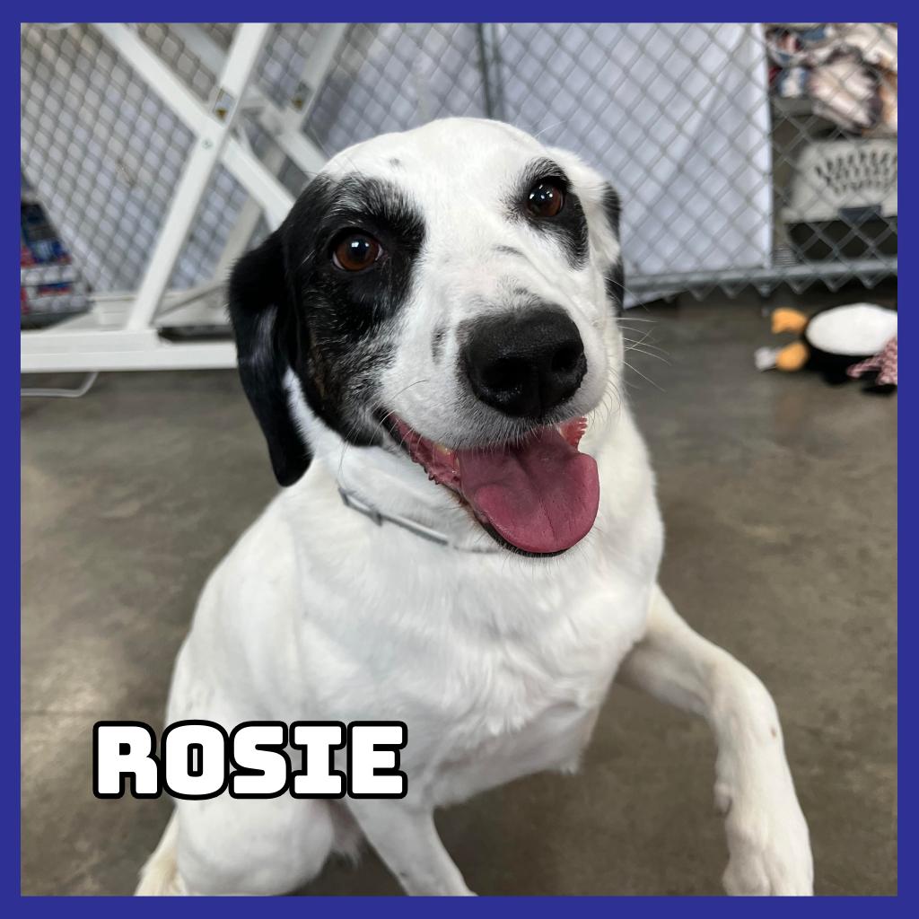 Enlarge Rosie, a Adoptable mixed breed in Glenwood, MN image 2/3