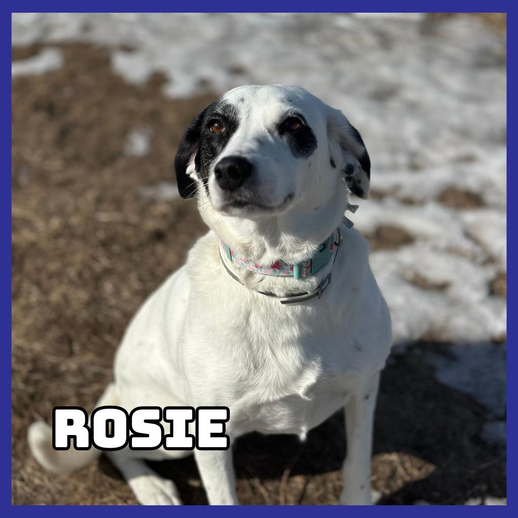 Enlarge Rosie, a Adoptable mixed breed in Glenwood, MN image 3/3