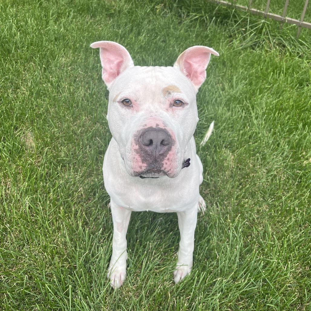 Enlarge Jack Sparrow, a Adoptable Pit Bull Terrier in Crystal, MN image 1/4