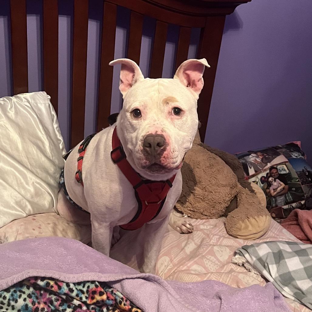 Enlarge Jack Sparrow, a Adoptable Pit Bull Terrier in Crystal, MN image 2/4