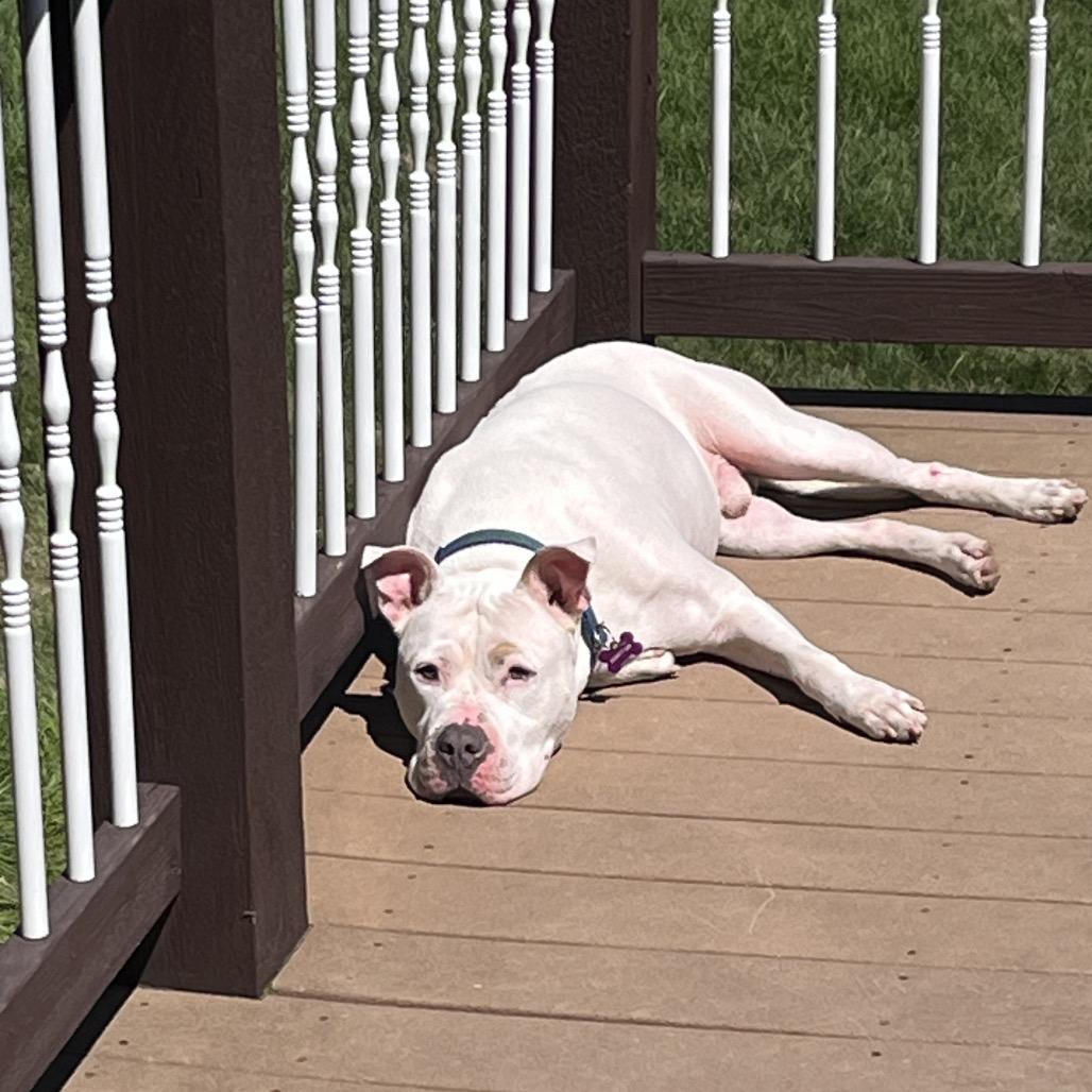 Enlarge Jack Sparrow, a Adoptable Pit Bull Terrier in Crystal, MN image 3/4