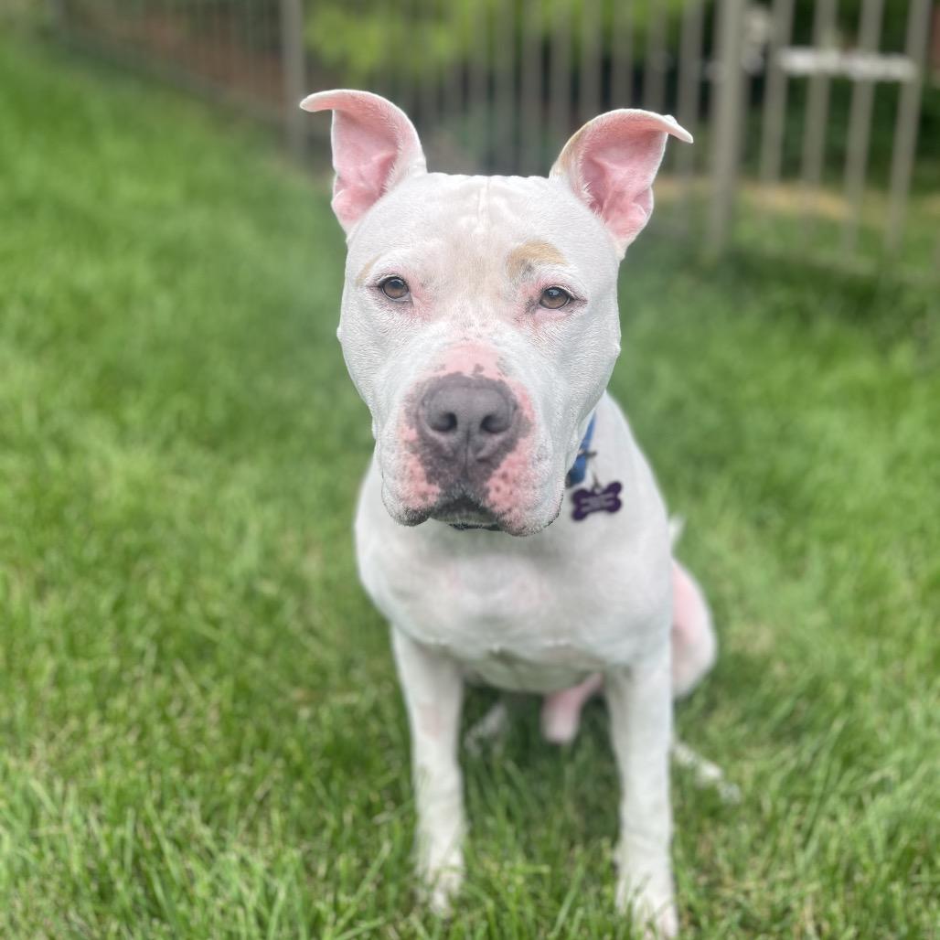 Enlarge Jack Sparrow, a Adoptable Pit Bull Terrier in Crystal, MN image 4/4