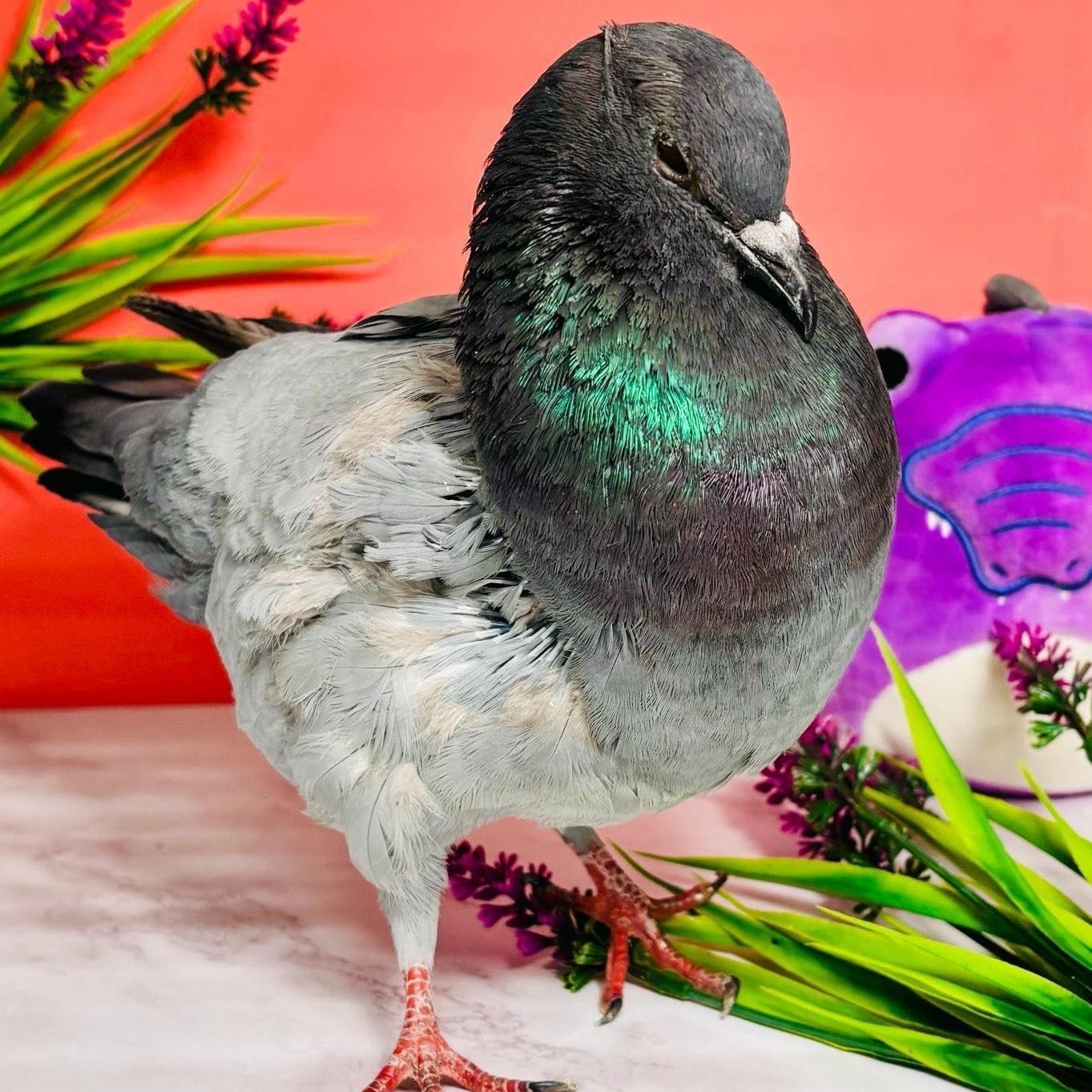 Carina, an adopted Pigeon in Chicago, IL image 2/3