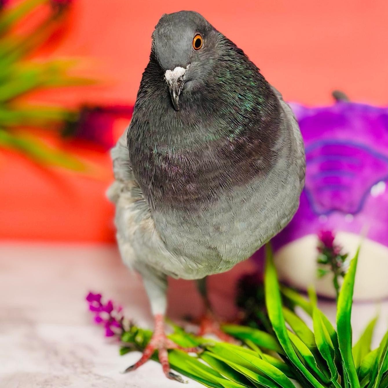 Carina, an adopted Pigeon in Chicago, IL image 1/3