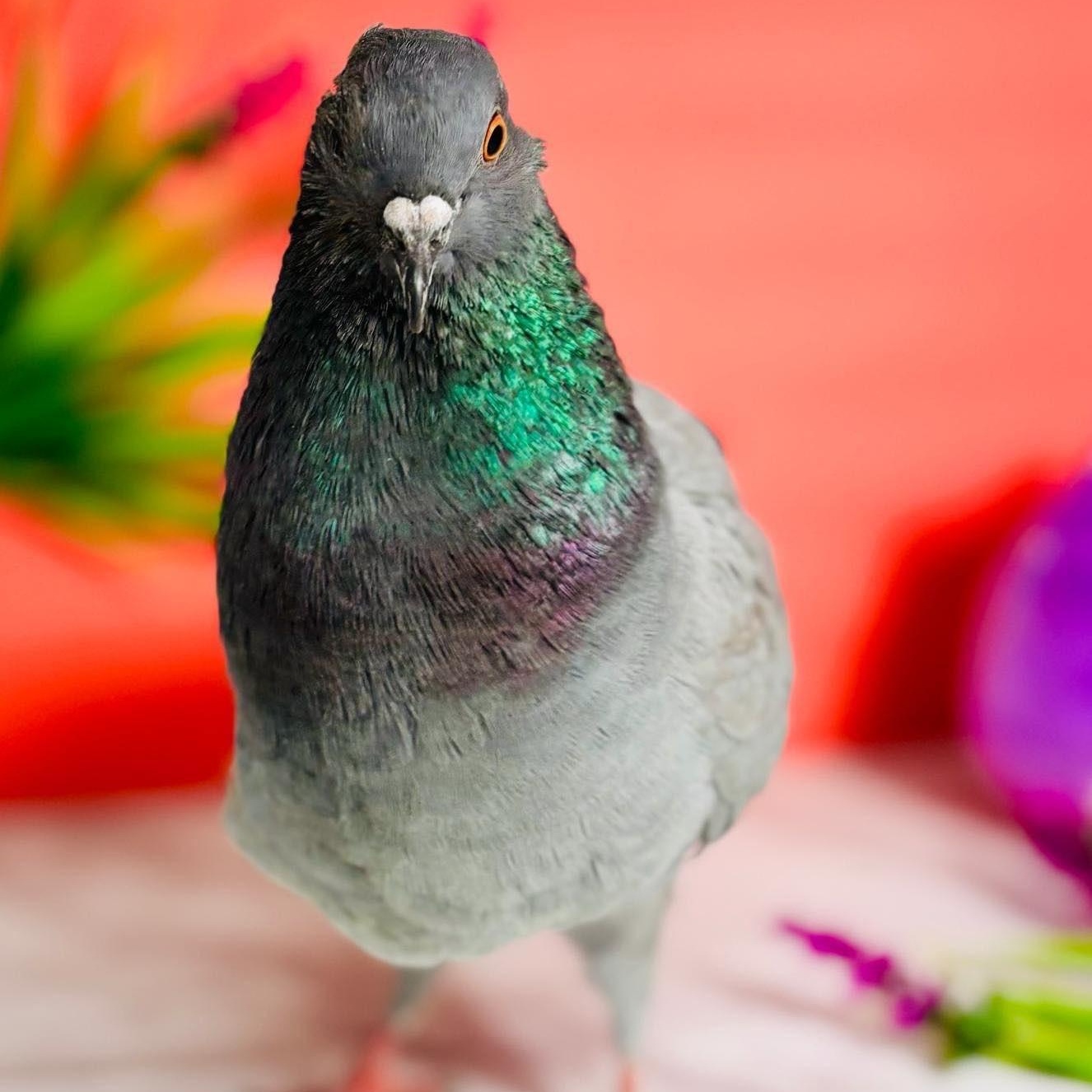 Carina, an adopted Pigeon in Chicago, IL image 3/3