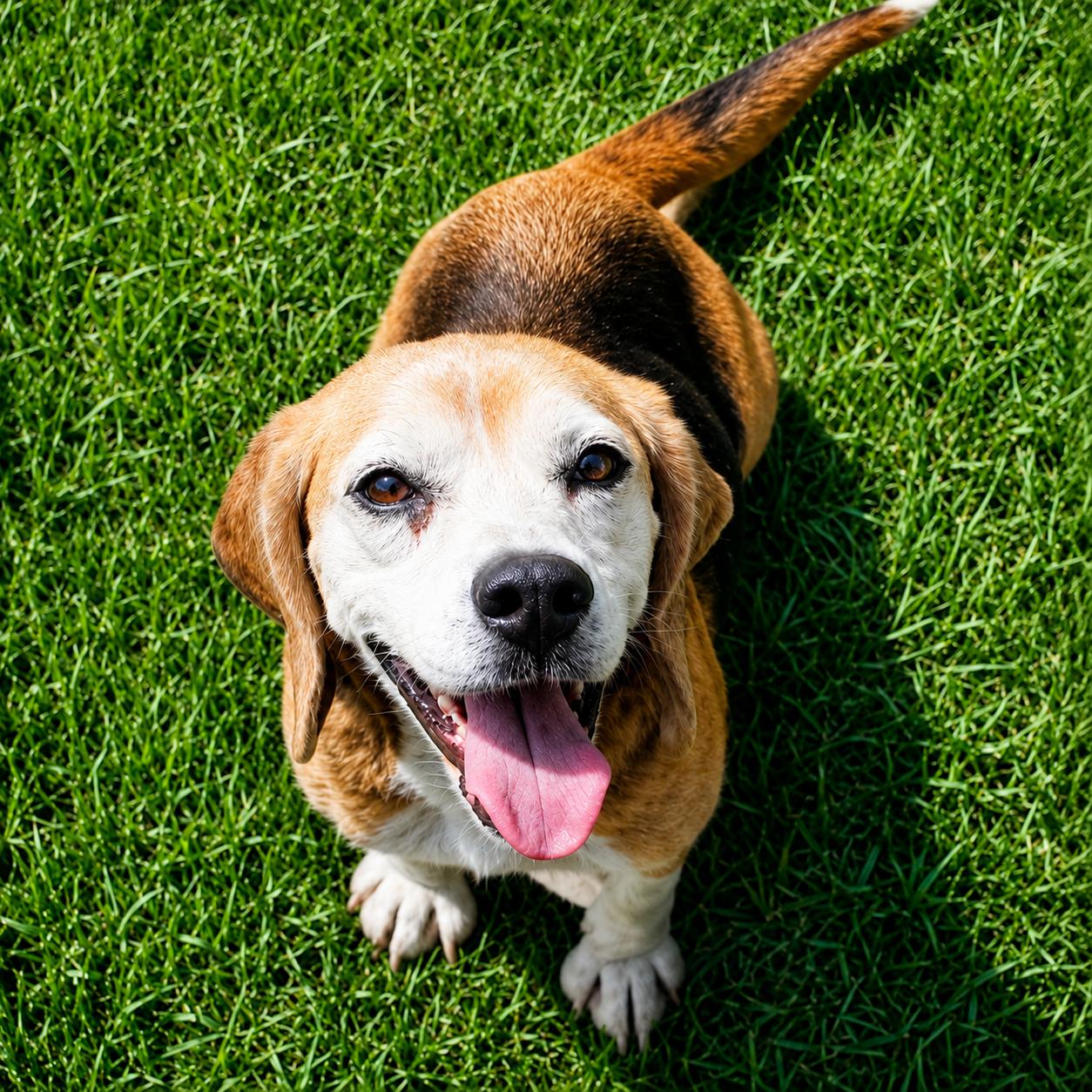 Bootsie, a Adoptable Beagle in Dunnellon, FL image 1/3