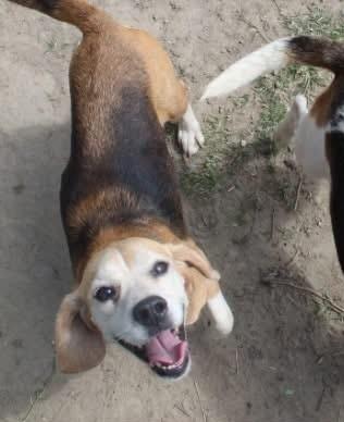 Bootsie, a Adoptable Beagle in Dunnellon, FL image 3/3