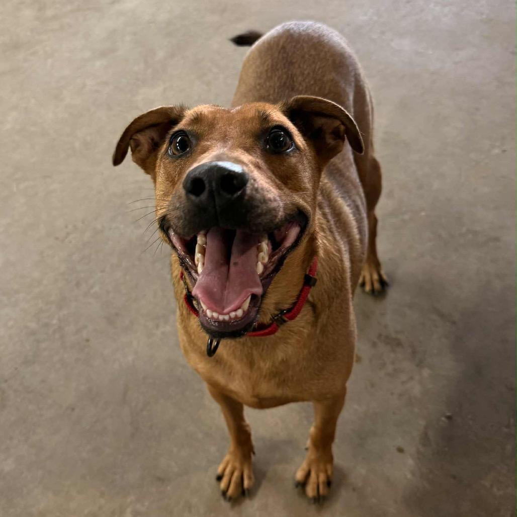 Rosie, Adoptable, Adult Female Hound.