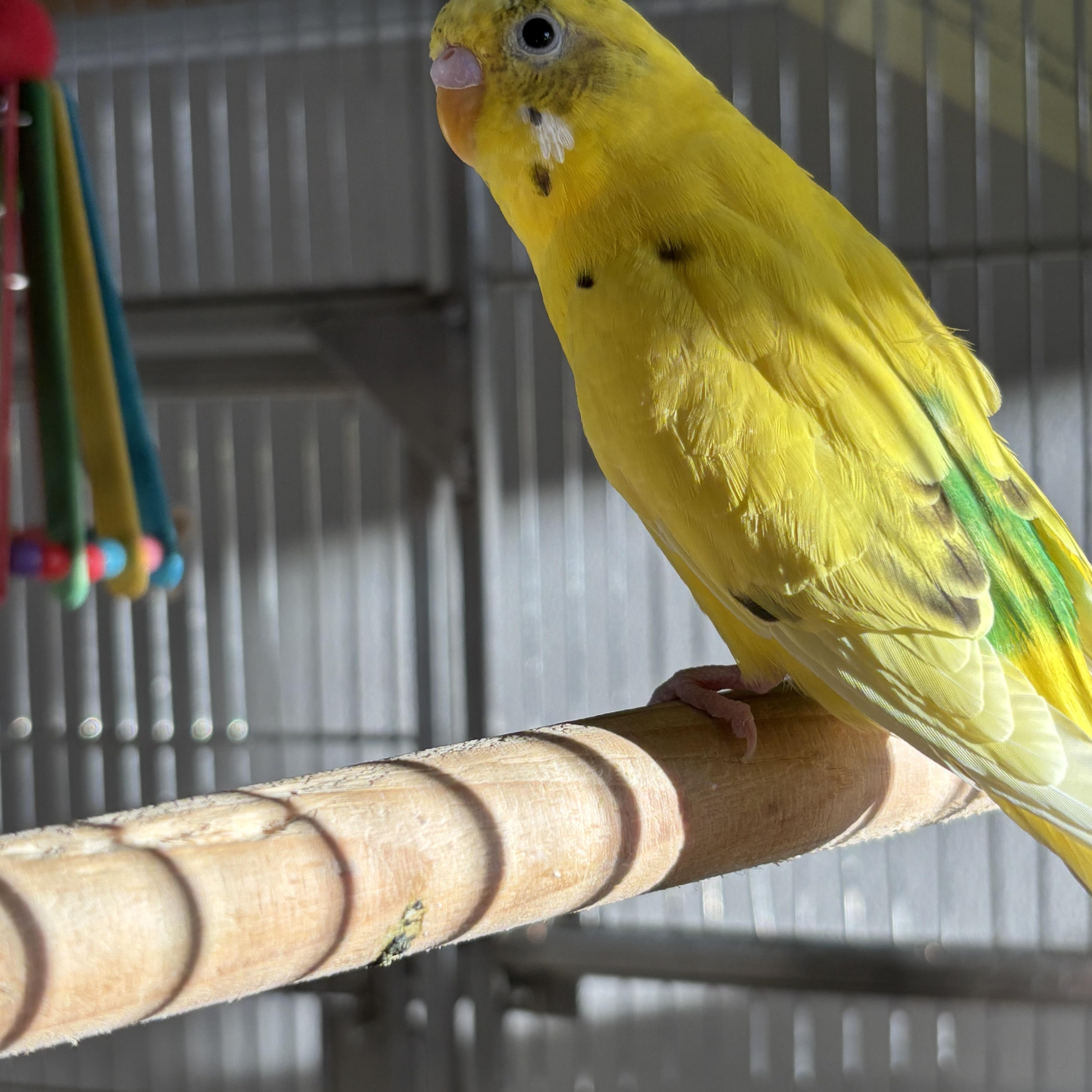 Gloria, adopted, Adult Unknown Parakeet (Other).