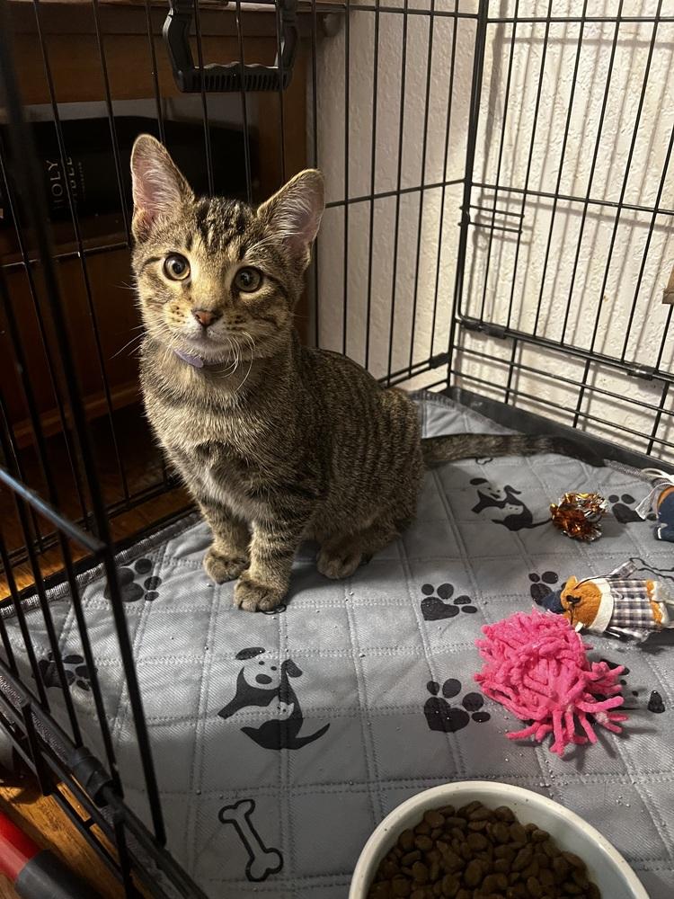 Otto, Adoptable, Kitten Male Domestic Short Hair.